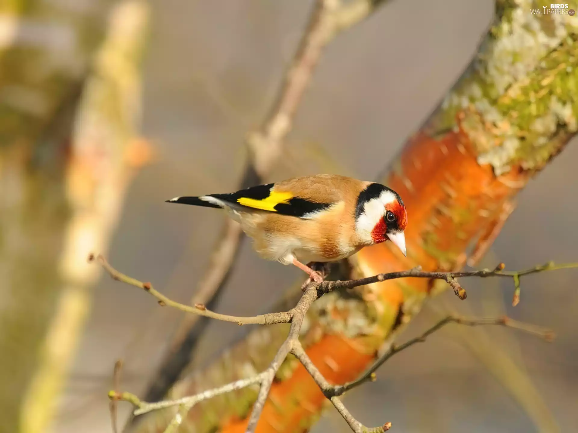 Twigs, color, goldfinch