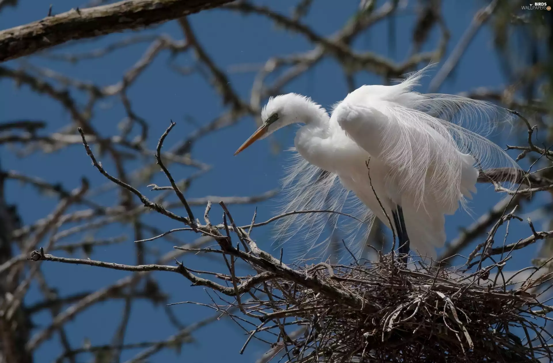 Twigs, White, heron