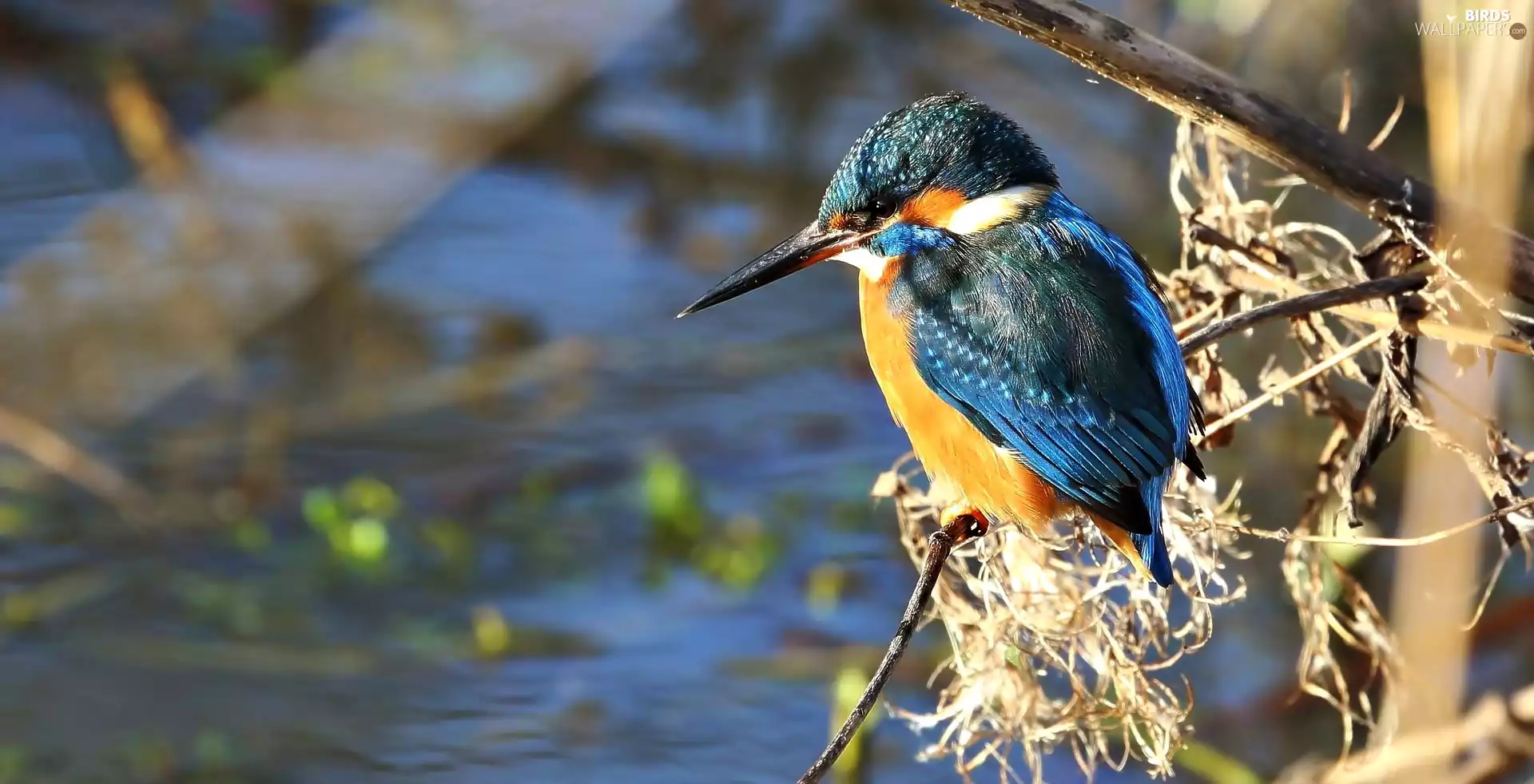 Twigs, Bird, kingfisher