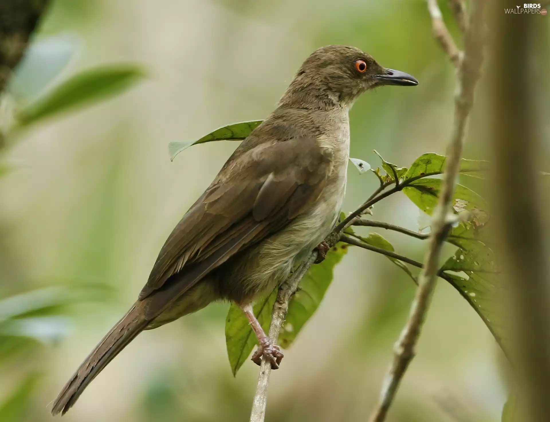 Leaf, Monochrome bulbul, Twigs