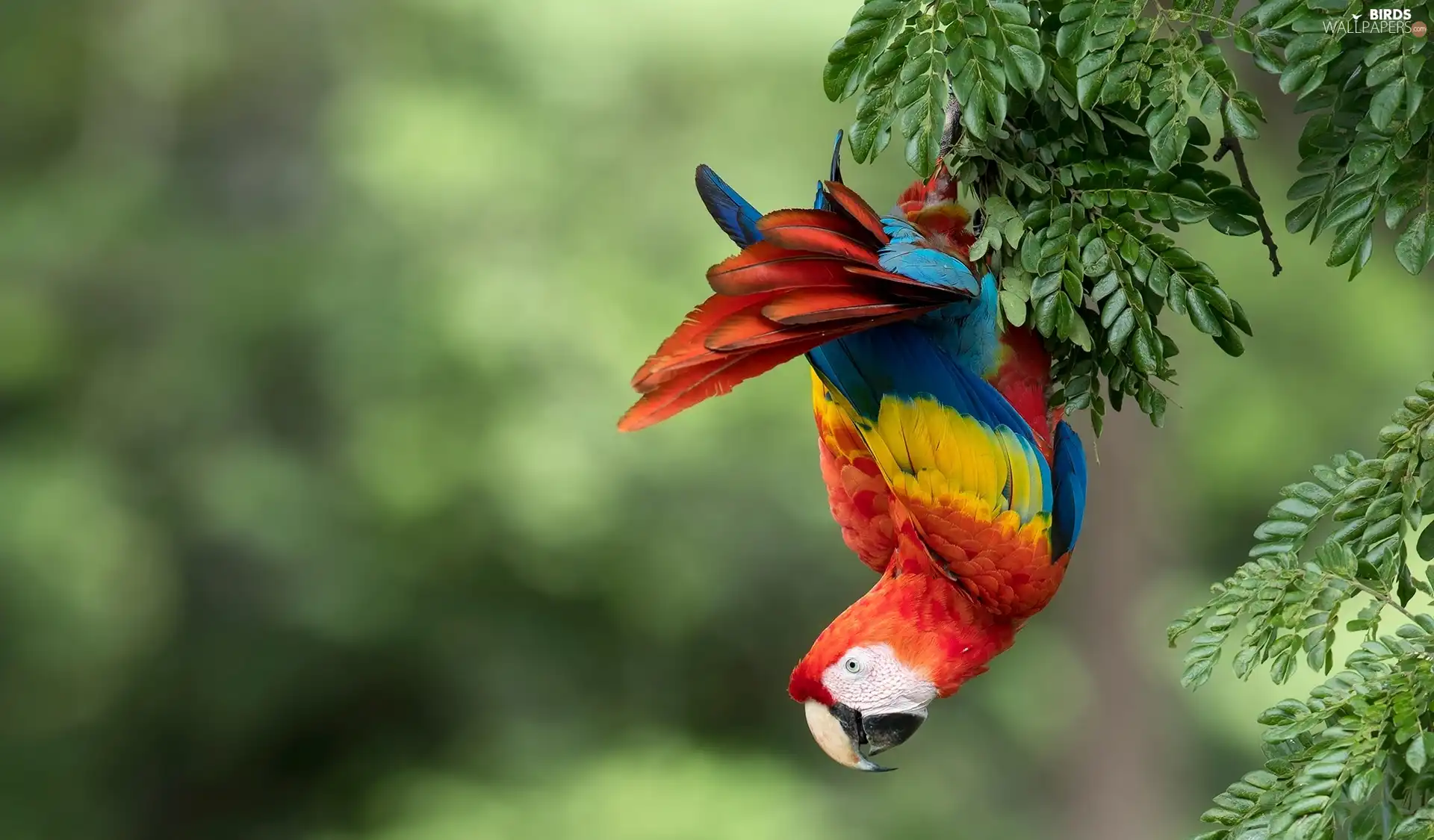 parrot, Twigs, Leaf, Scarlet Macaw