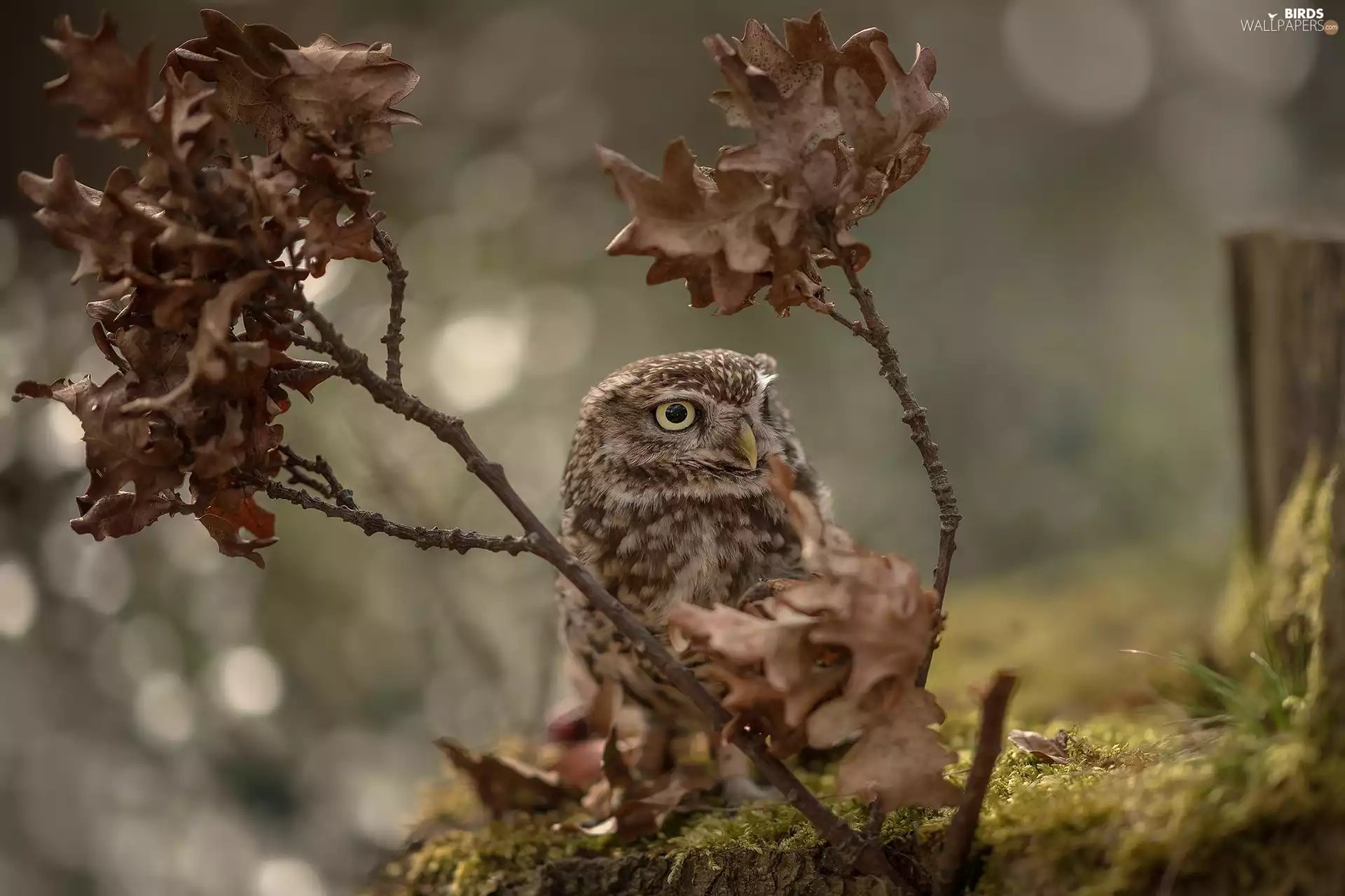 owl, Twigs, Leaf, Little Owl
