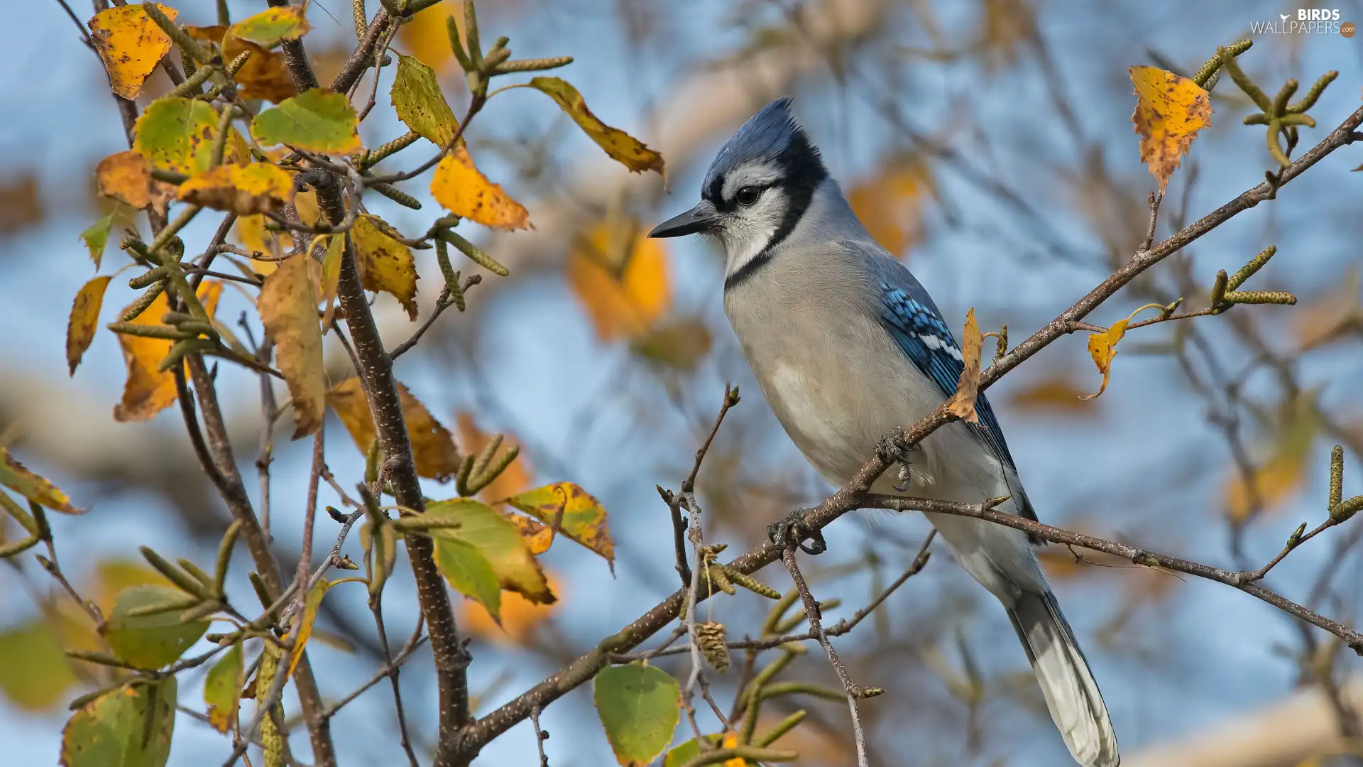 Bird, Twigs, leaves, Blue jay