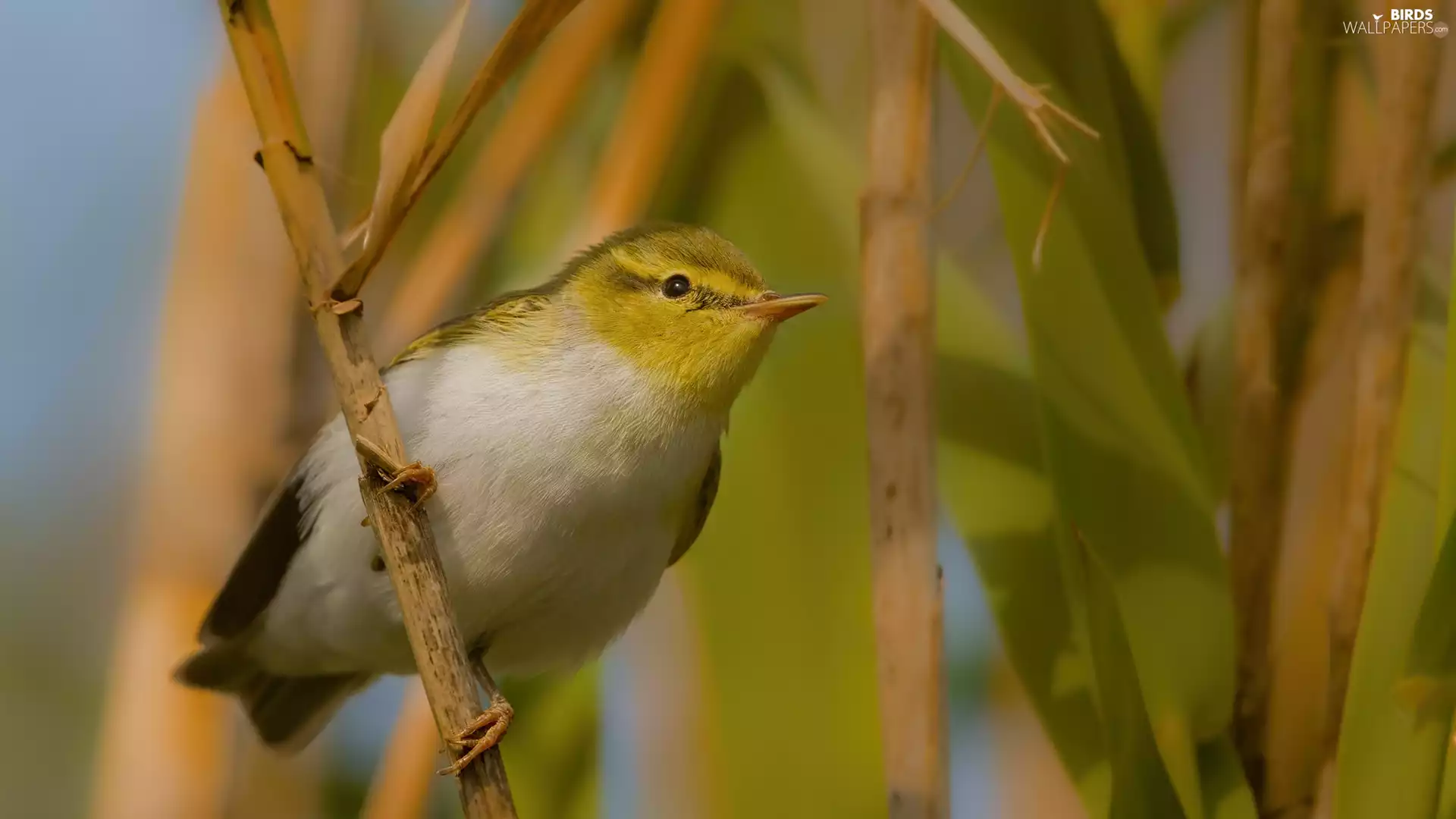 Bird, Twigs, leaves, Wood Warbler