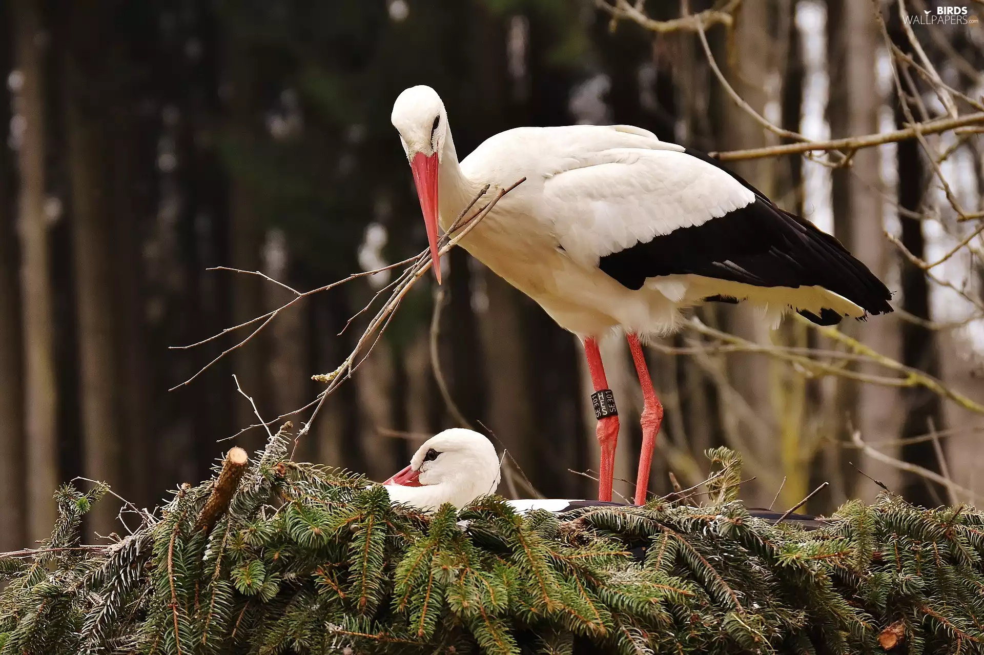 Twigs, Storks, nest