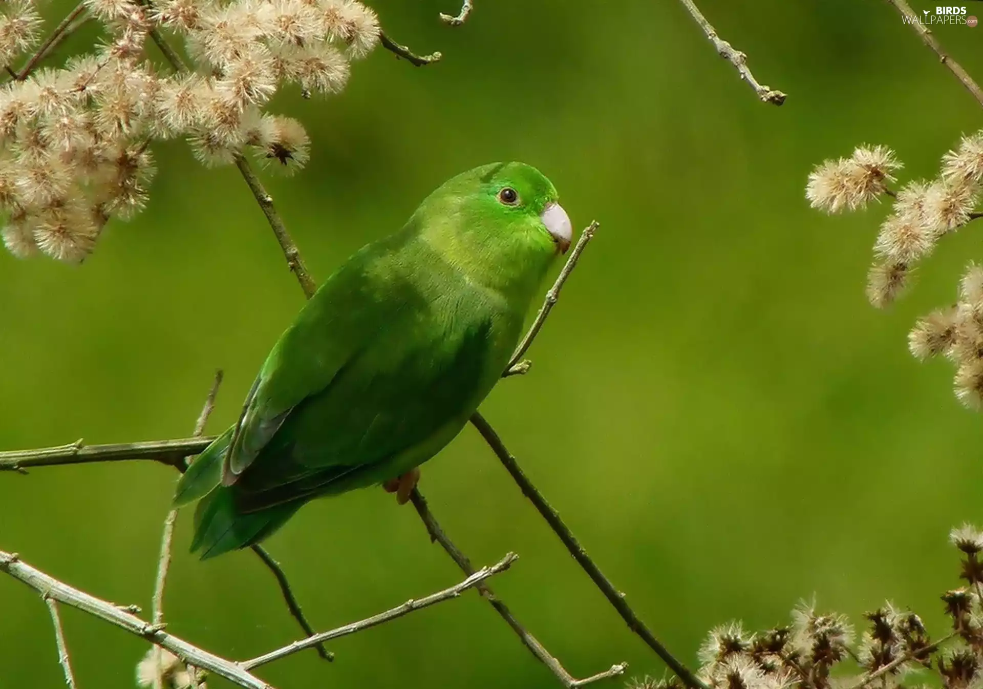 Twigs, Green, parrot