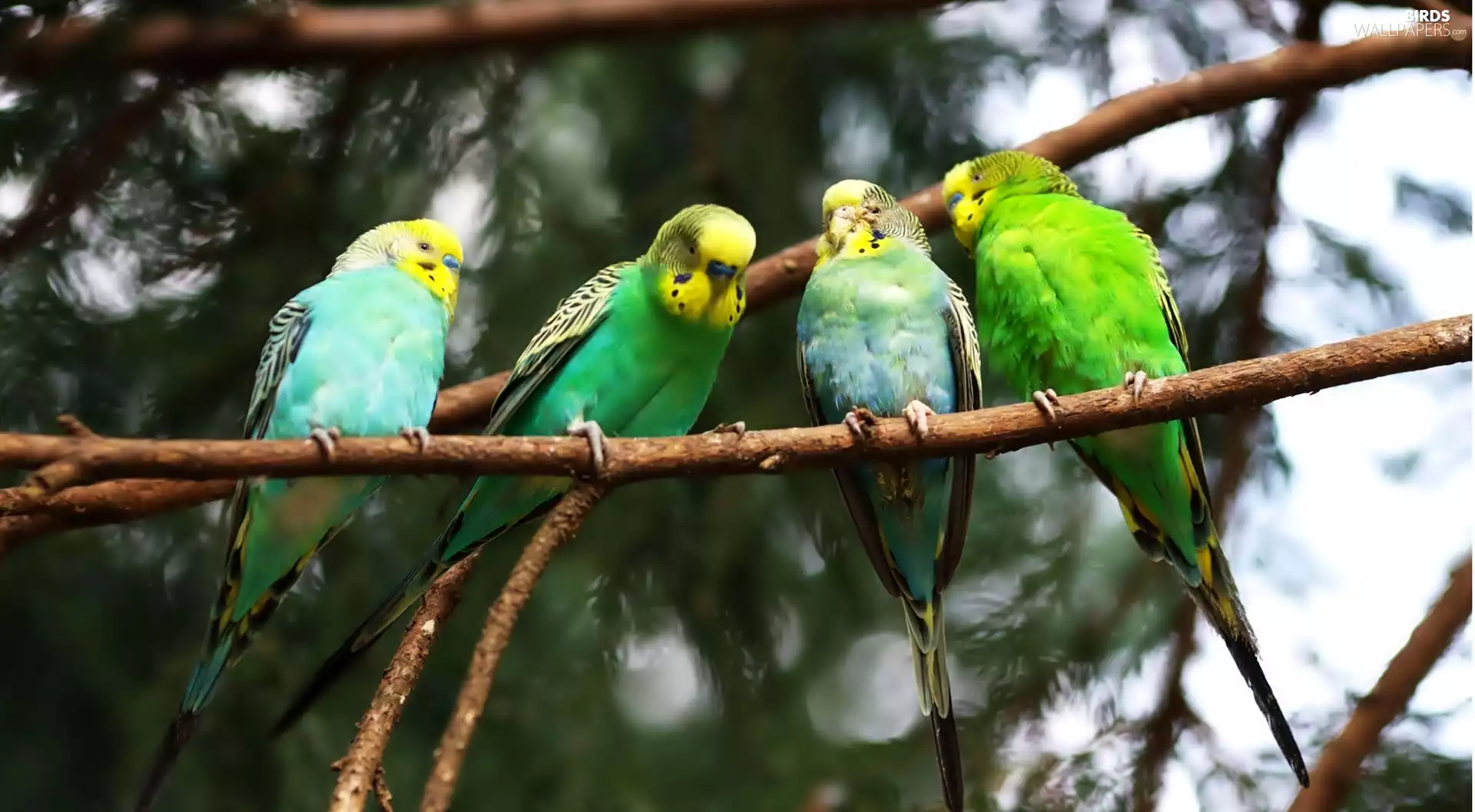 Twigs, four, Parrots