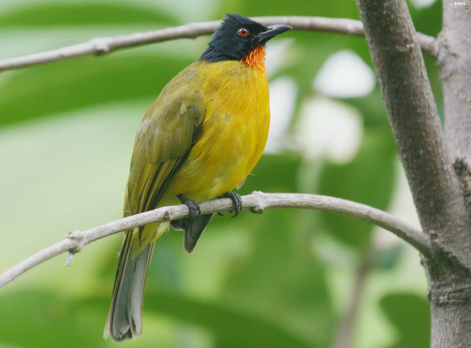red-bearded bulbul, Twigs