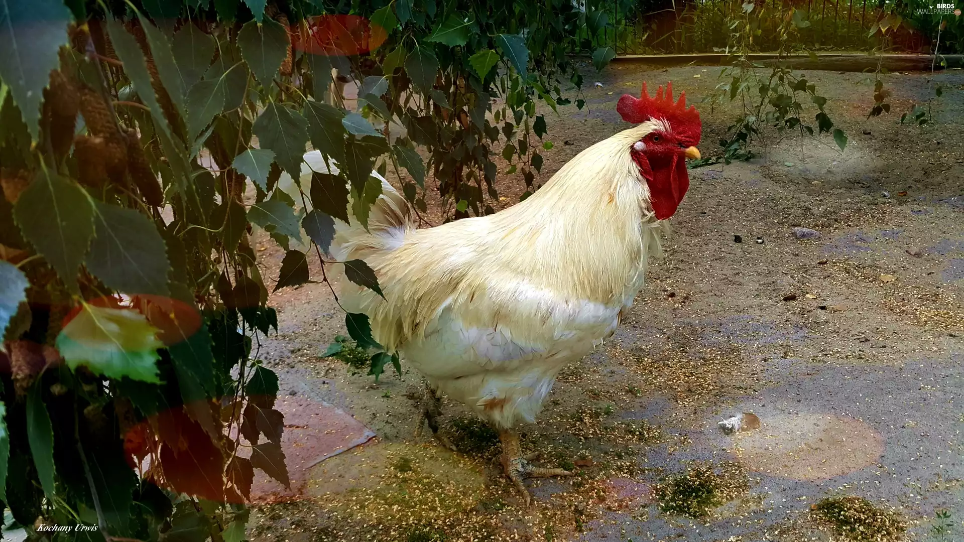 rooster, birch, effect, Twigs