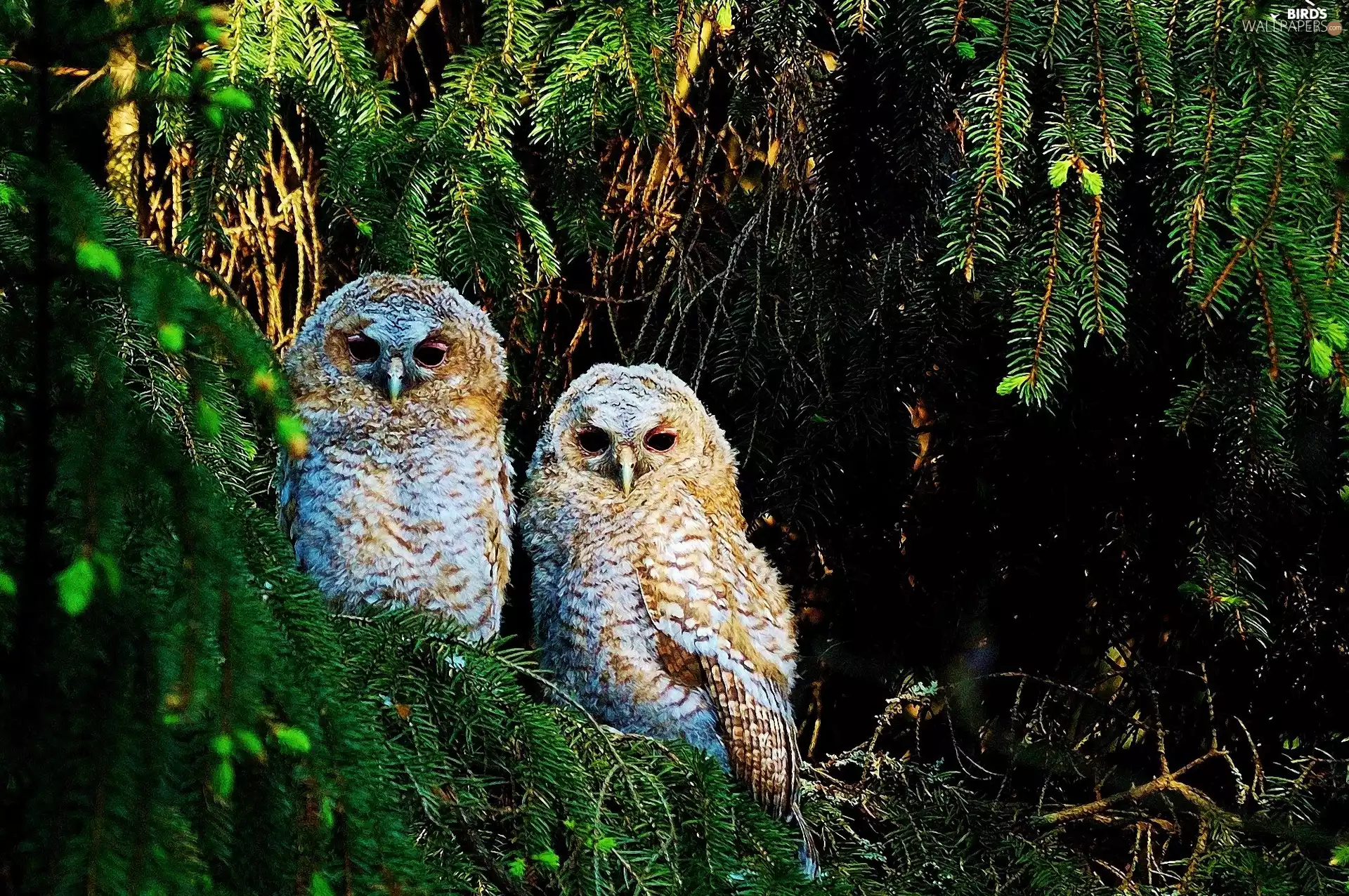 Twigs, owls, spruce