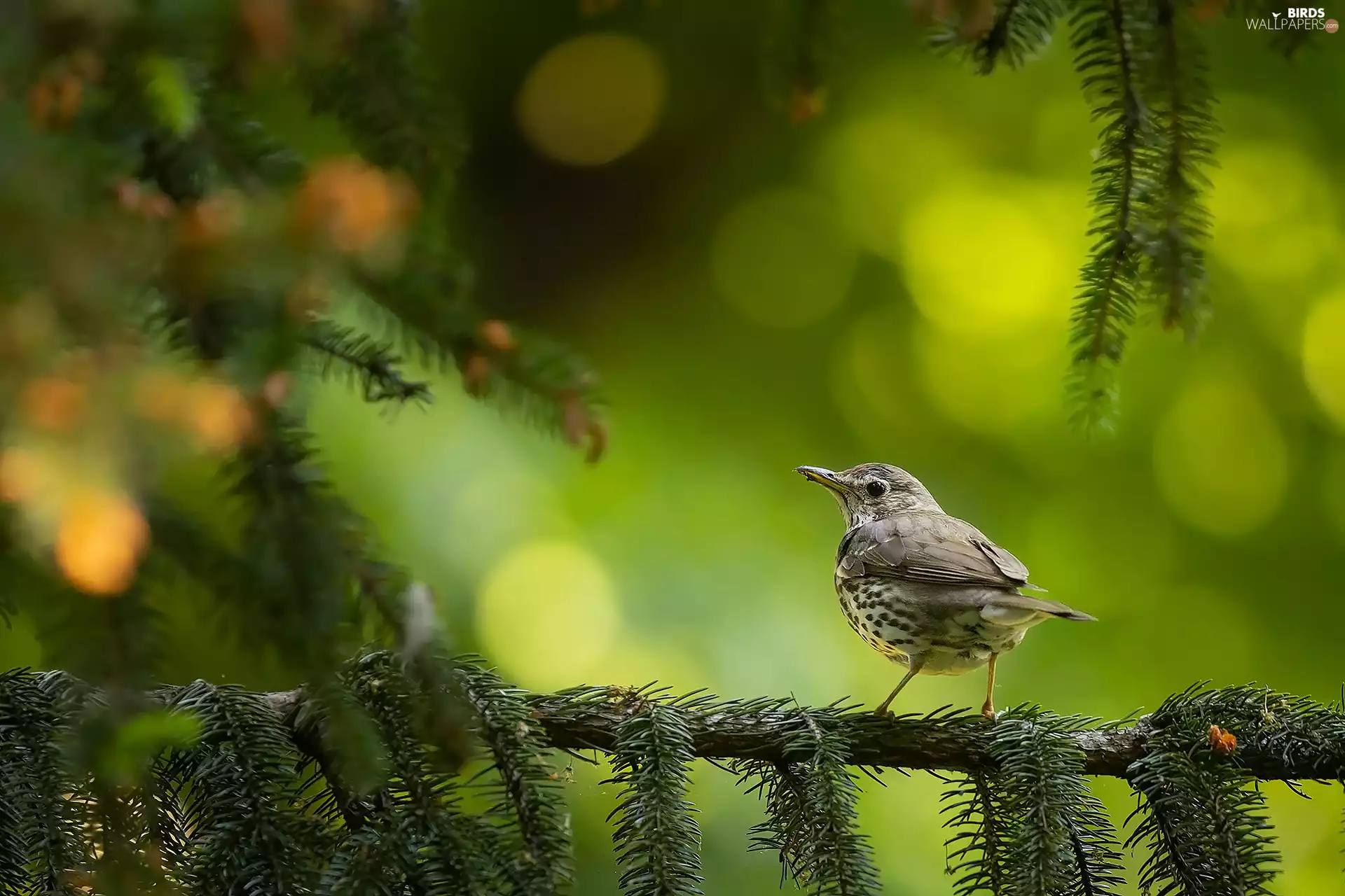 Bird, Twigs, spruce, Song Thrush