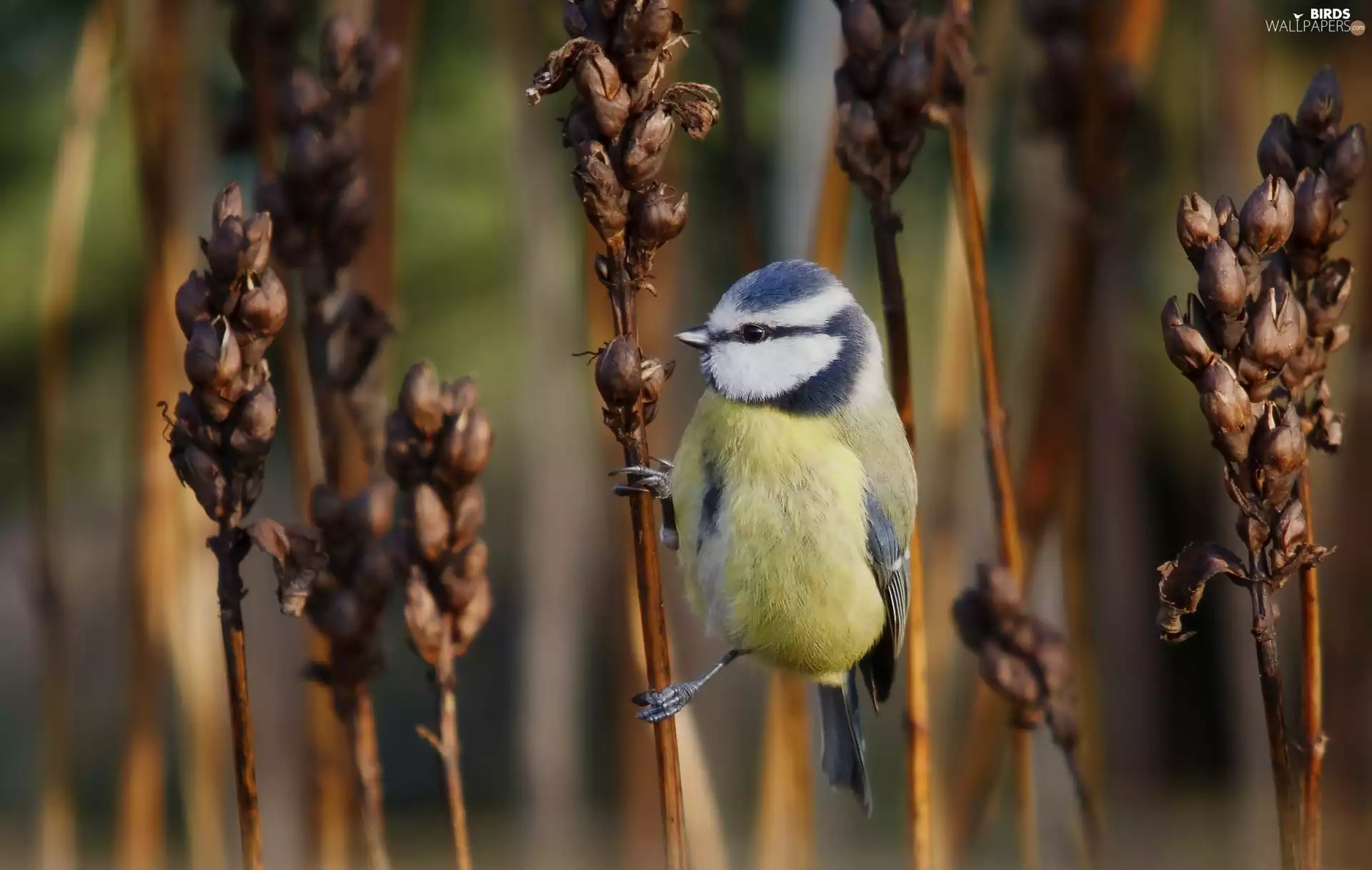 tit, Dry, Plant, Twigs