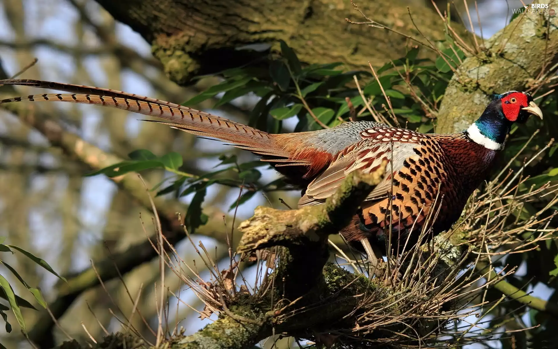 Twigs, pheasant, trees