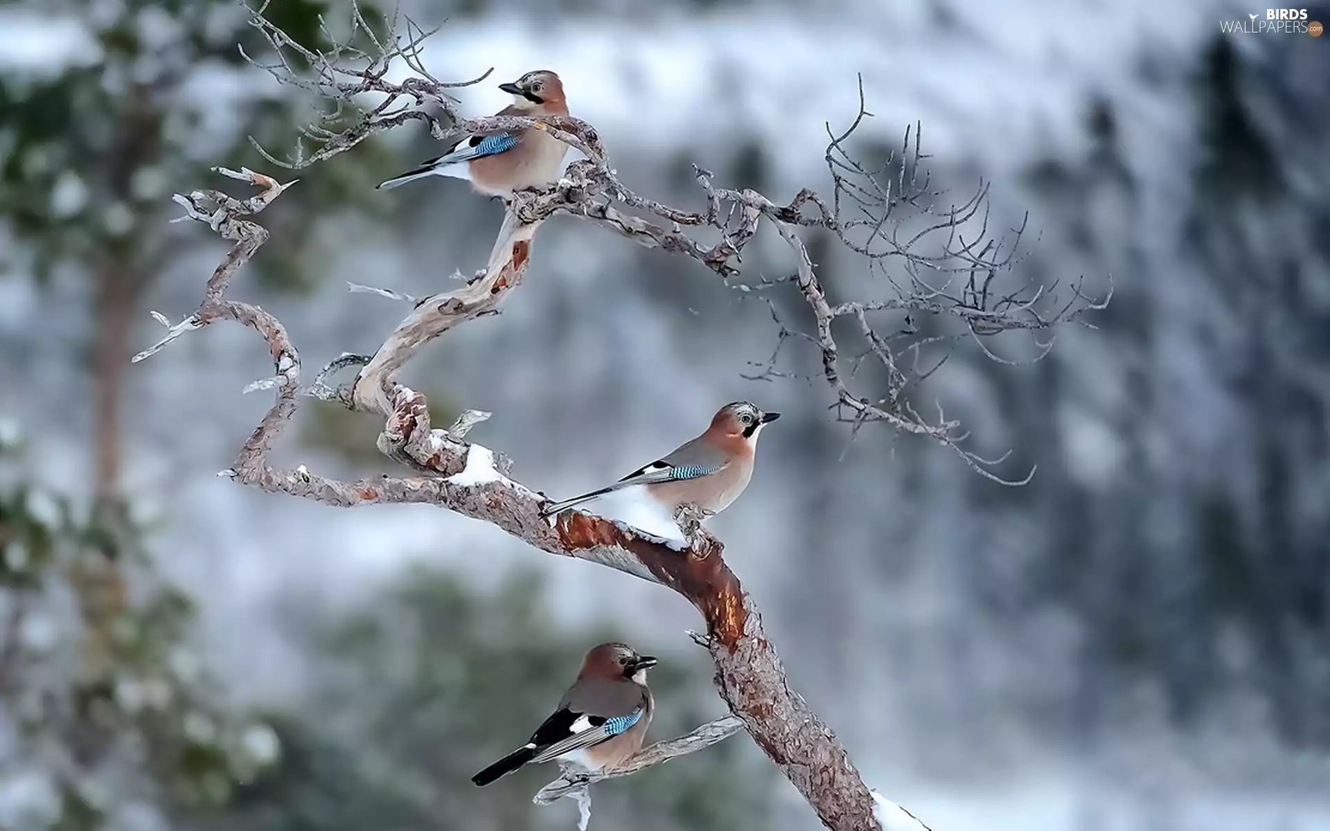 winter, birds, Jay, Twigs