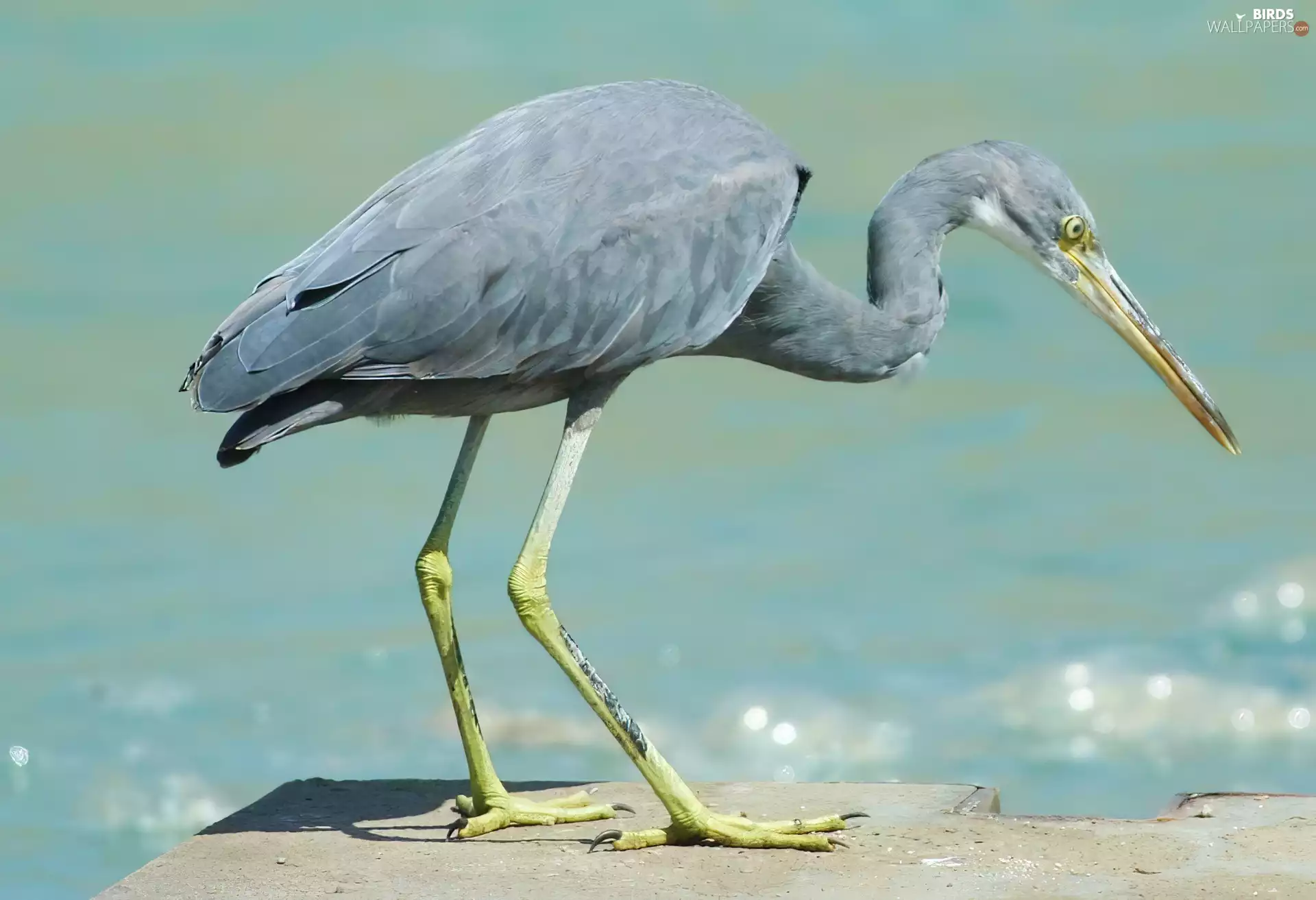neck, Heron reef, twisted