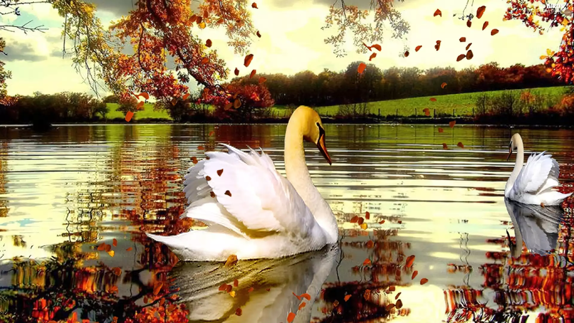 lake, Two cars, Swan, autumn