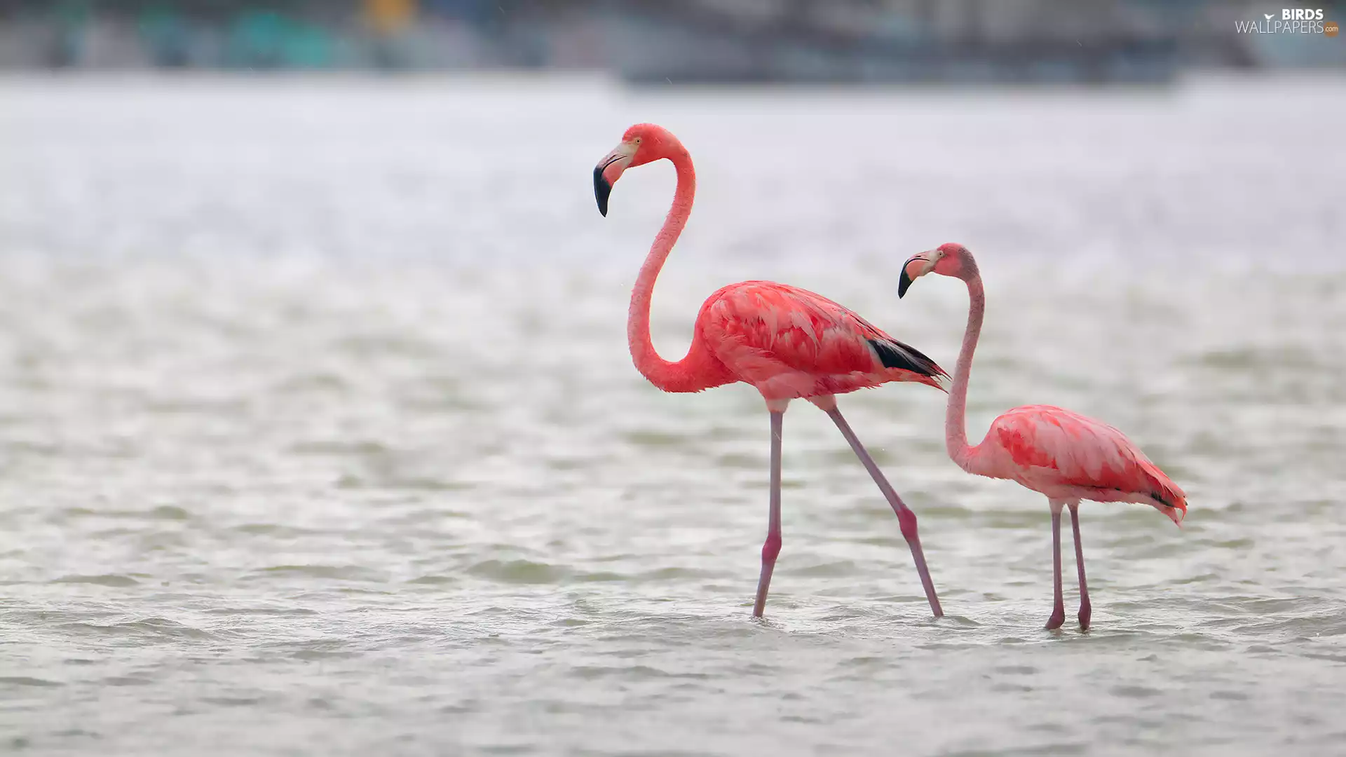 water, Two cars, Flamingos Crimson