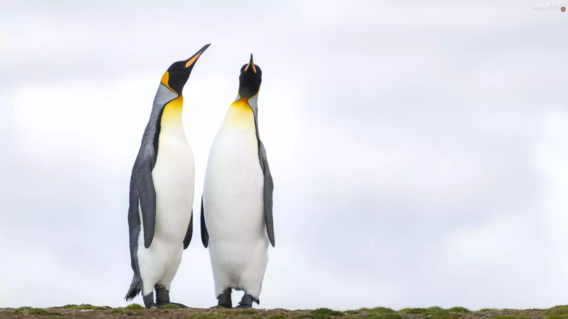 birds, Two cars, Emperor Penguins