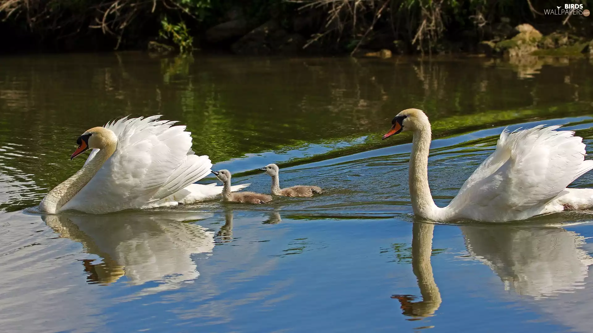 lake, Two cars, young, Swan