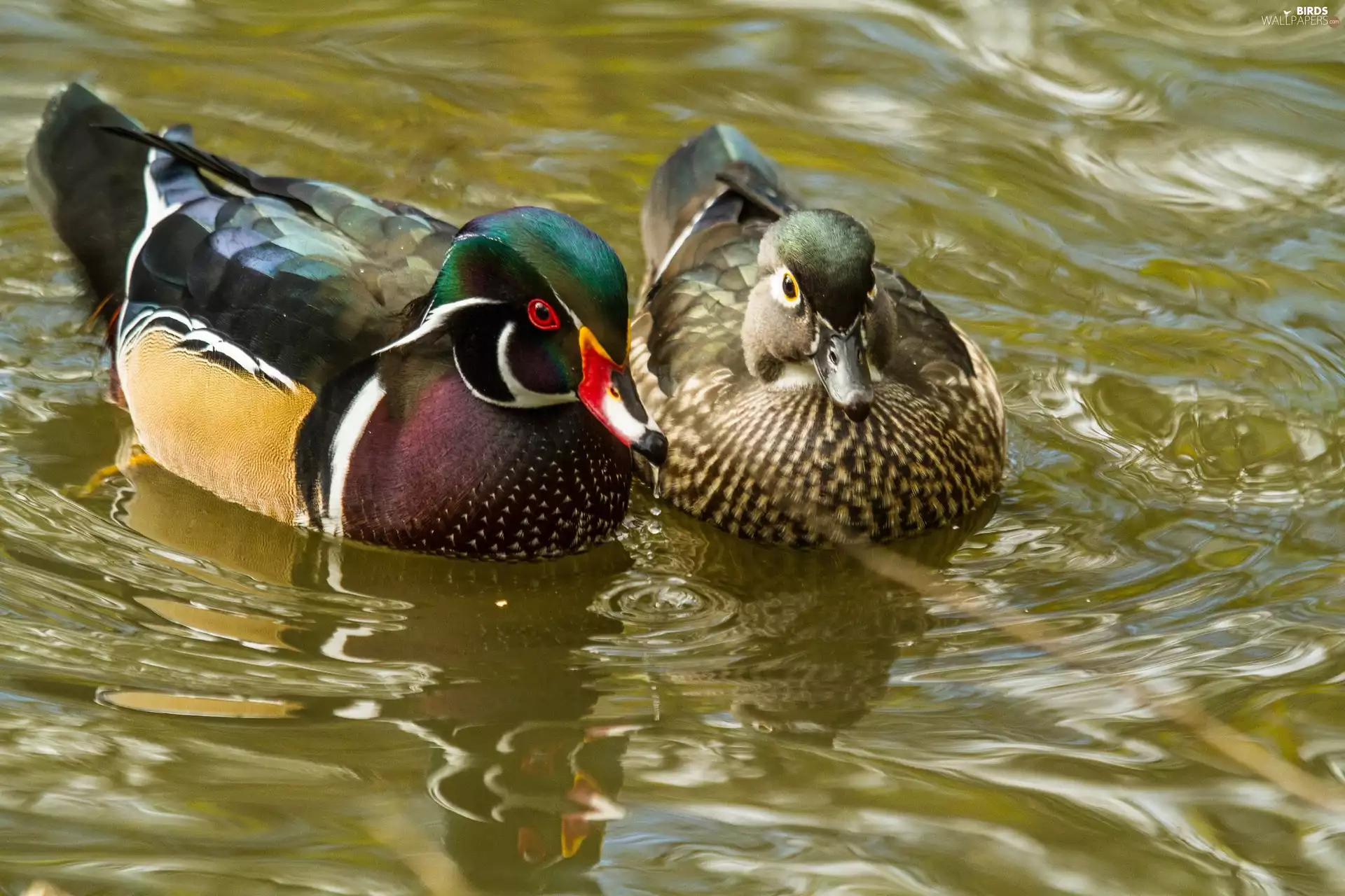 Two, Wood Duck
