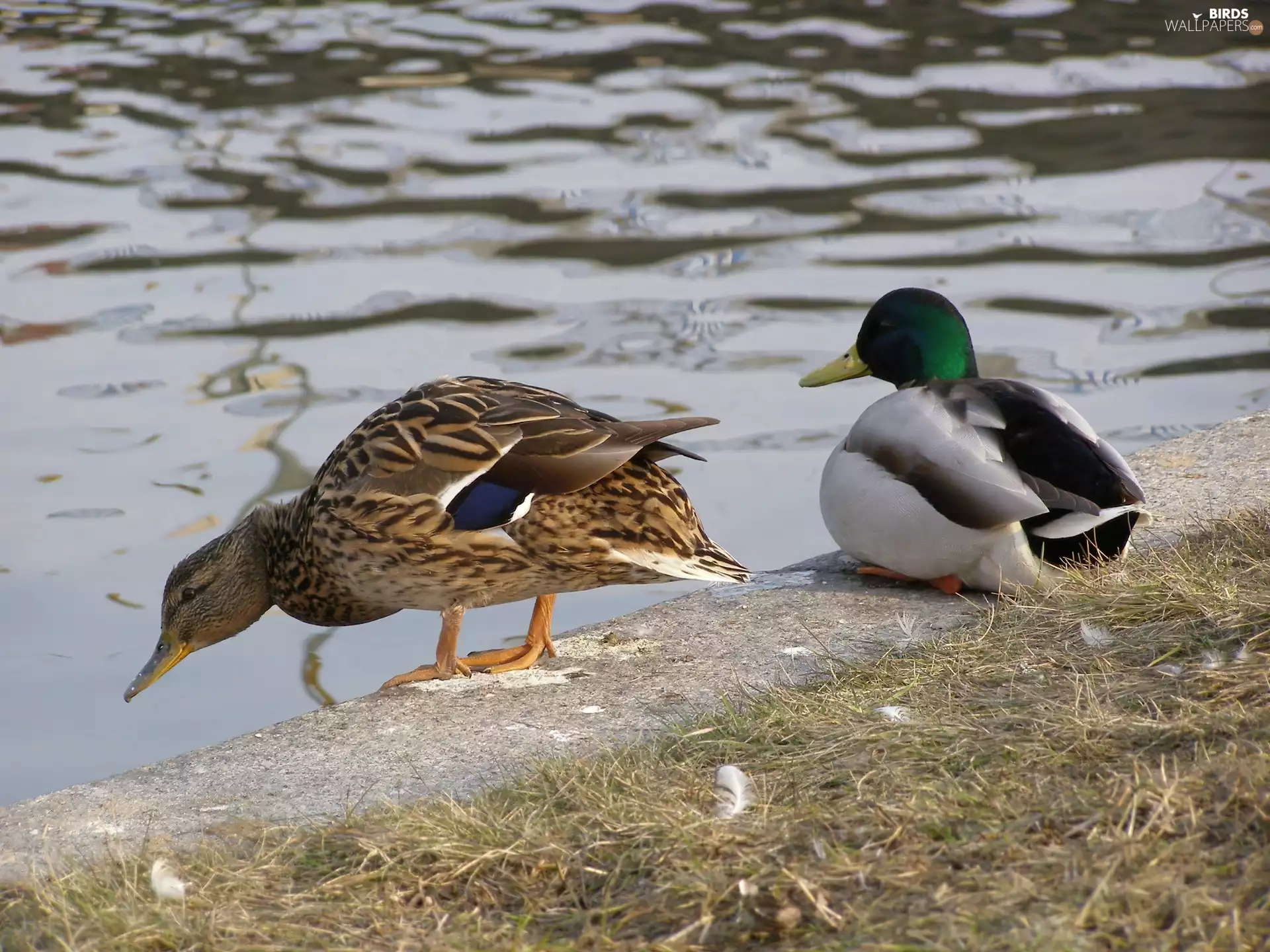 Two, mallard Ducks