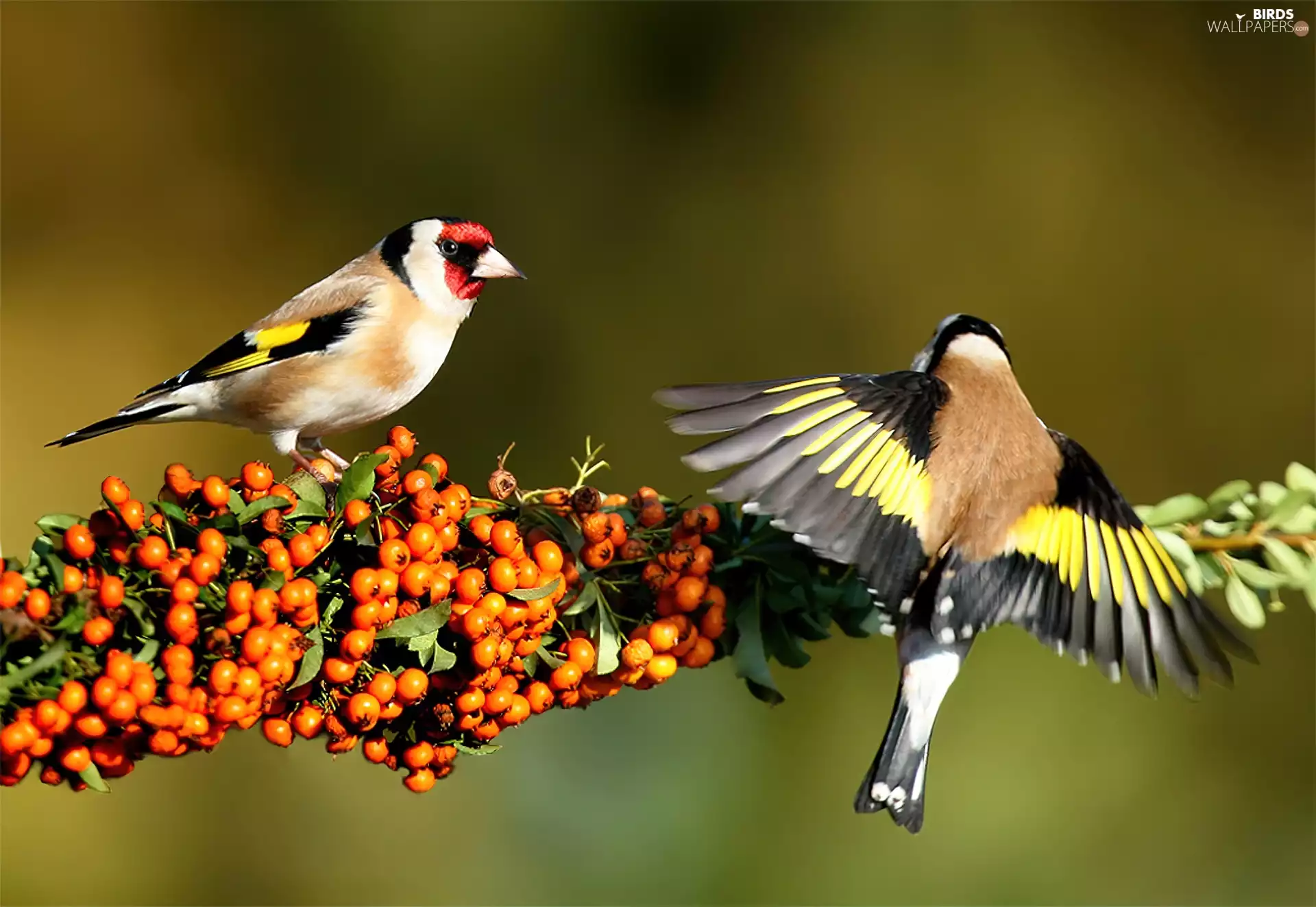 Two cars, Goldfinches