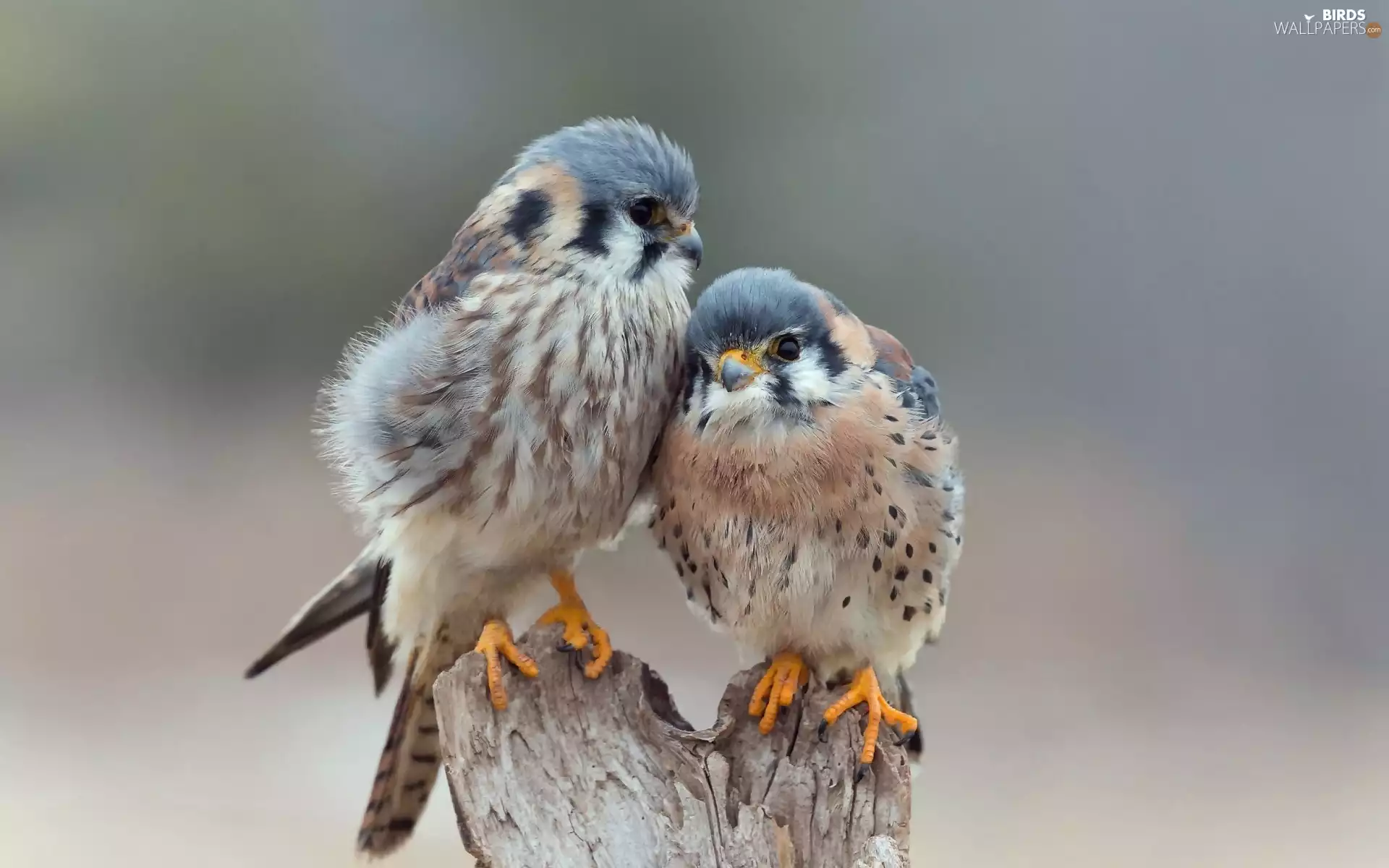 Two, Kestrel