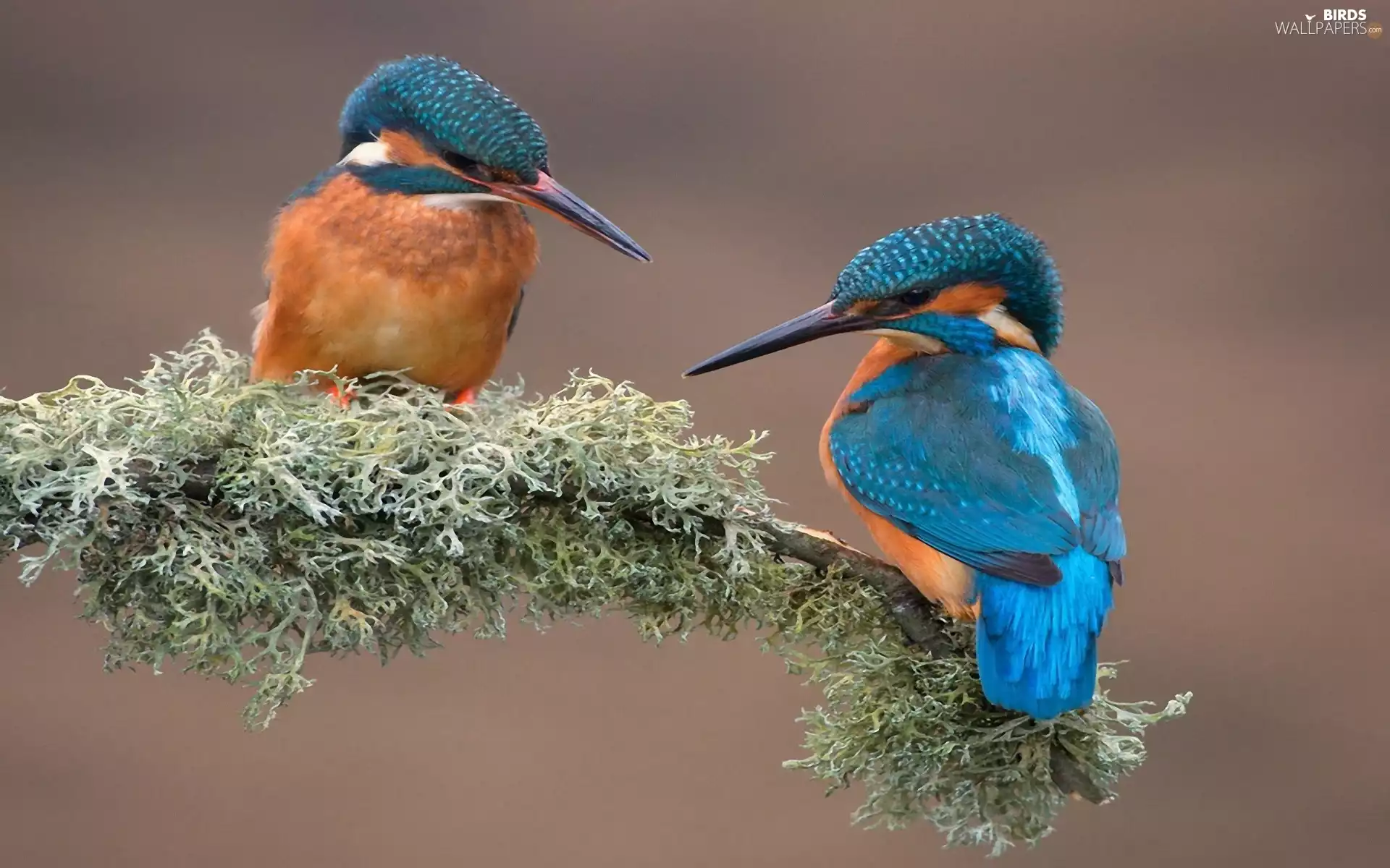 Two cars, kingfishers