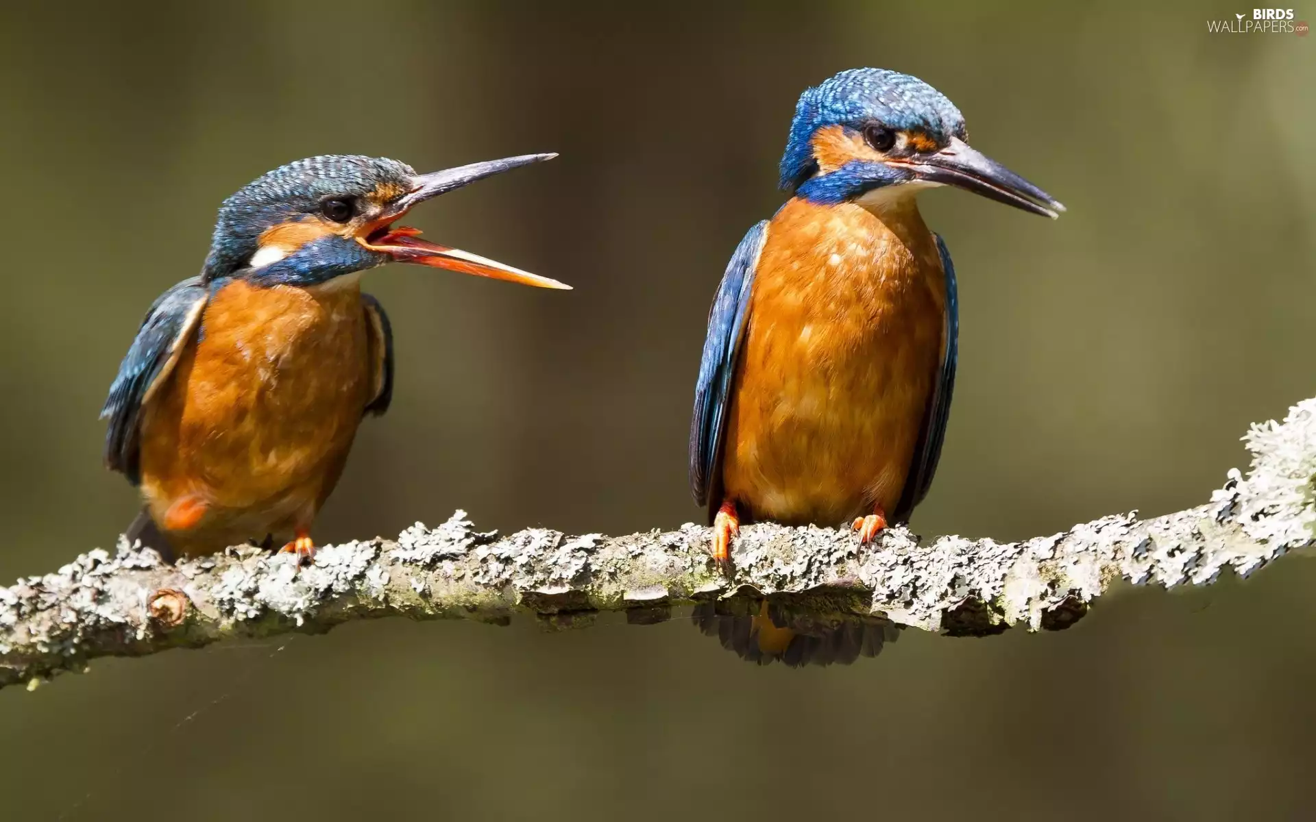 Two cars, kingfishers