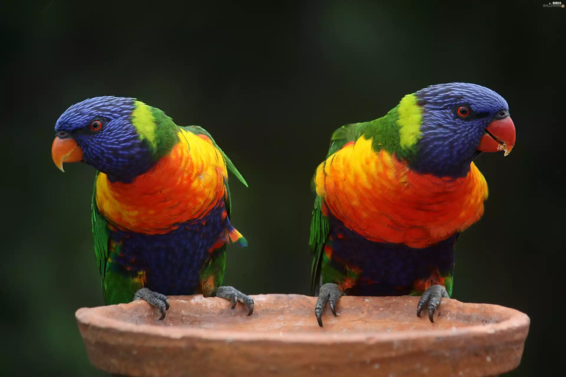 Two, lorikeets Mountain