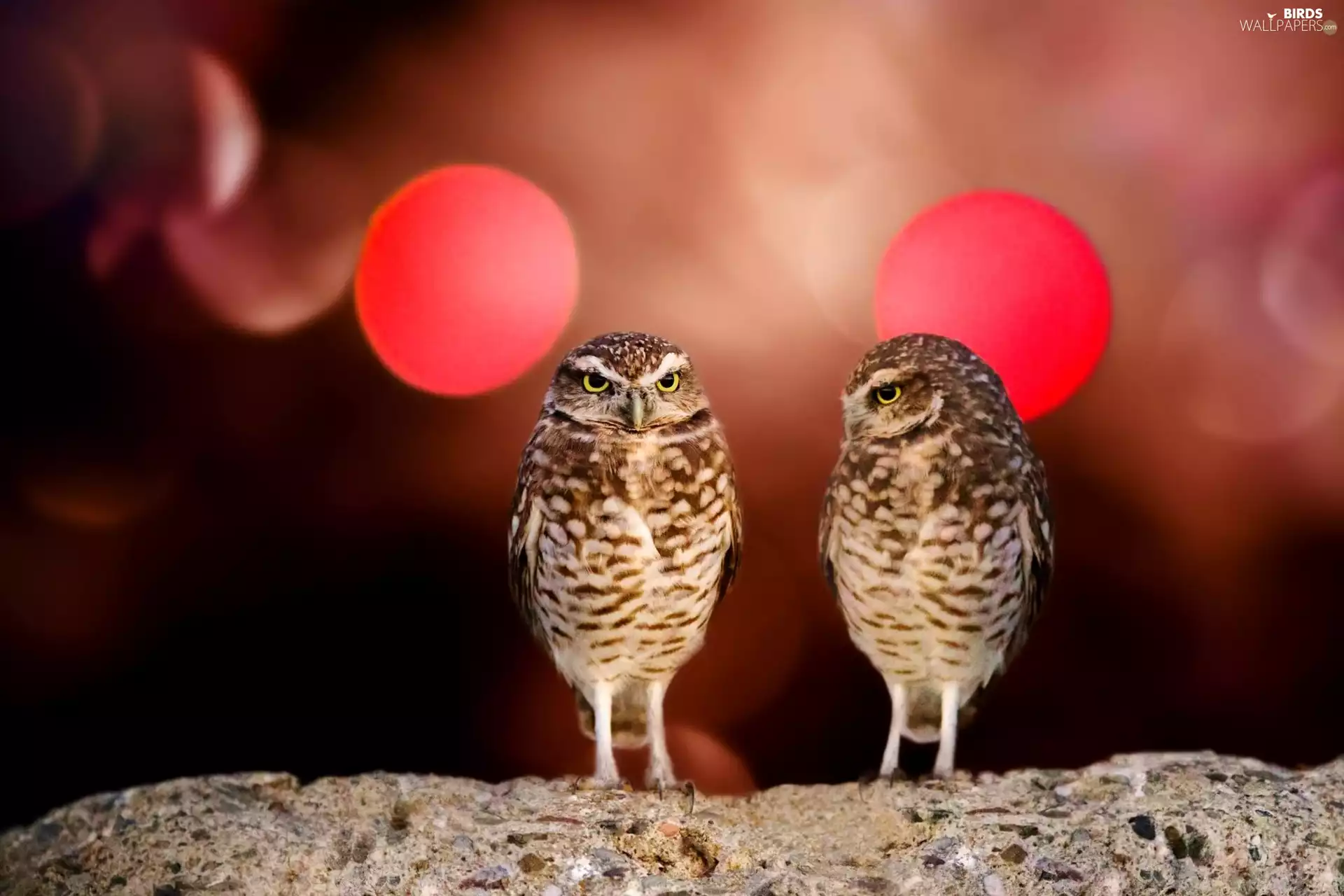 Two, Burrowing Owl