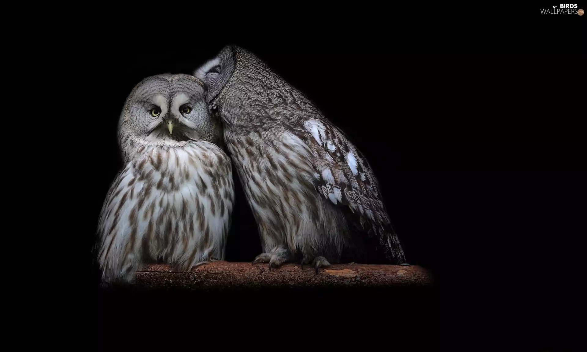 Two, Owls