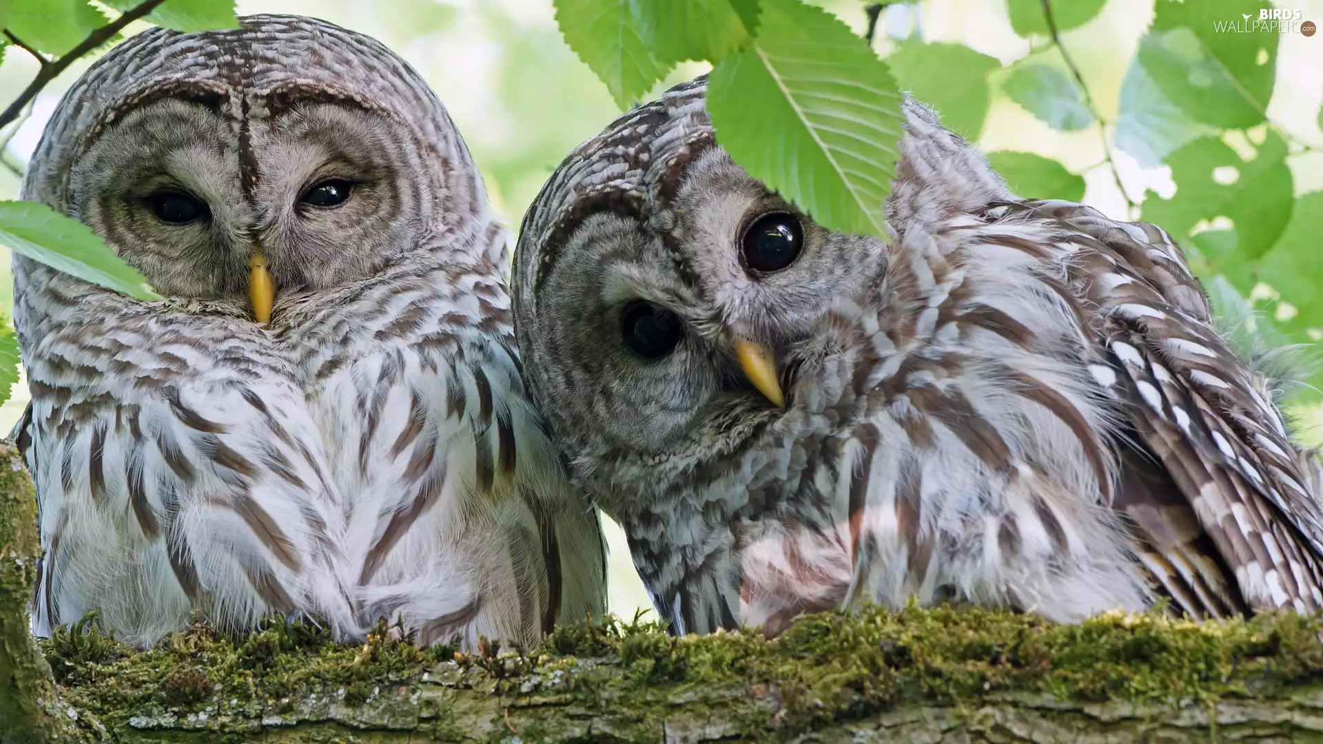 Two, Owls