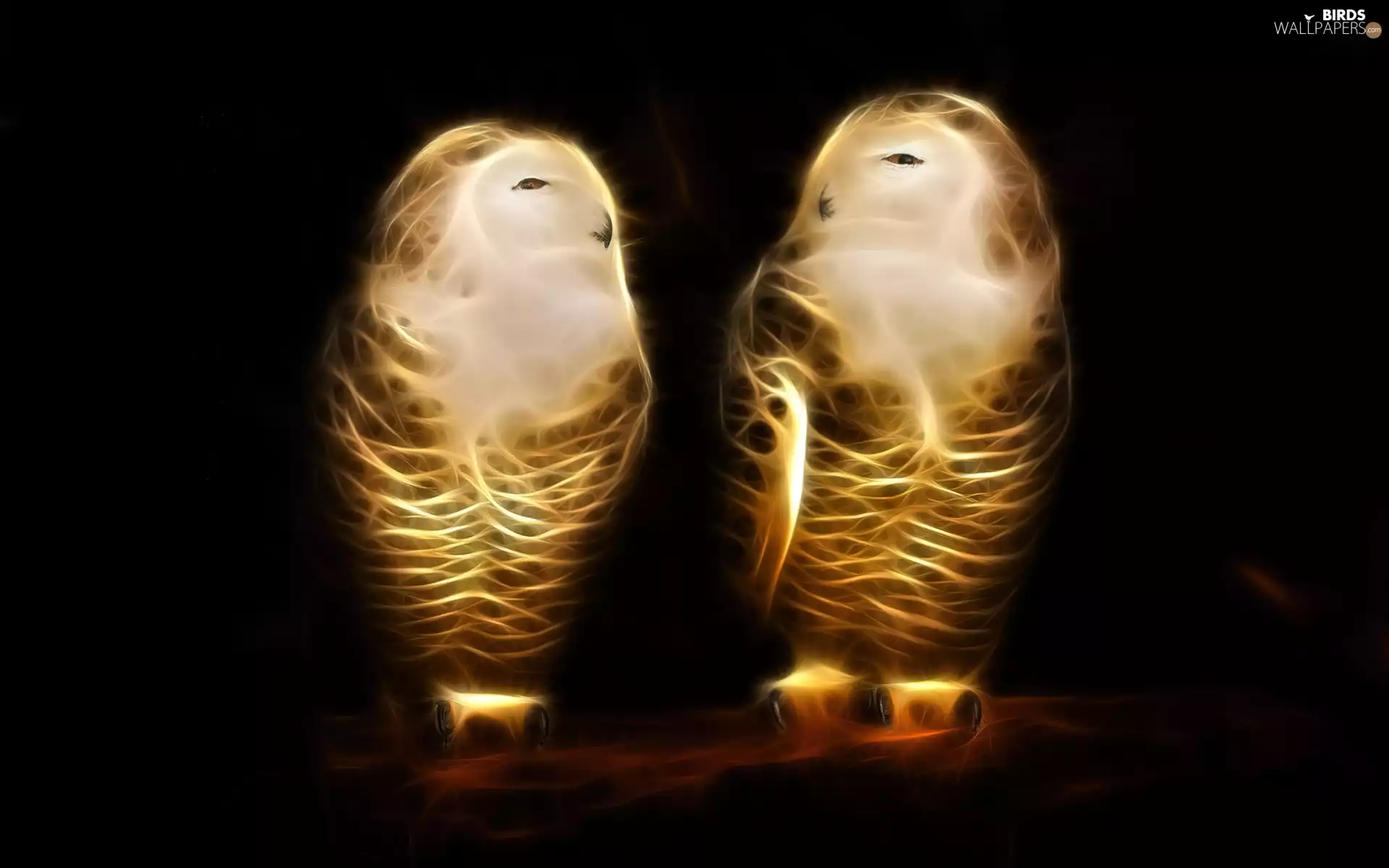 Two, Owls