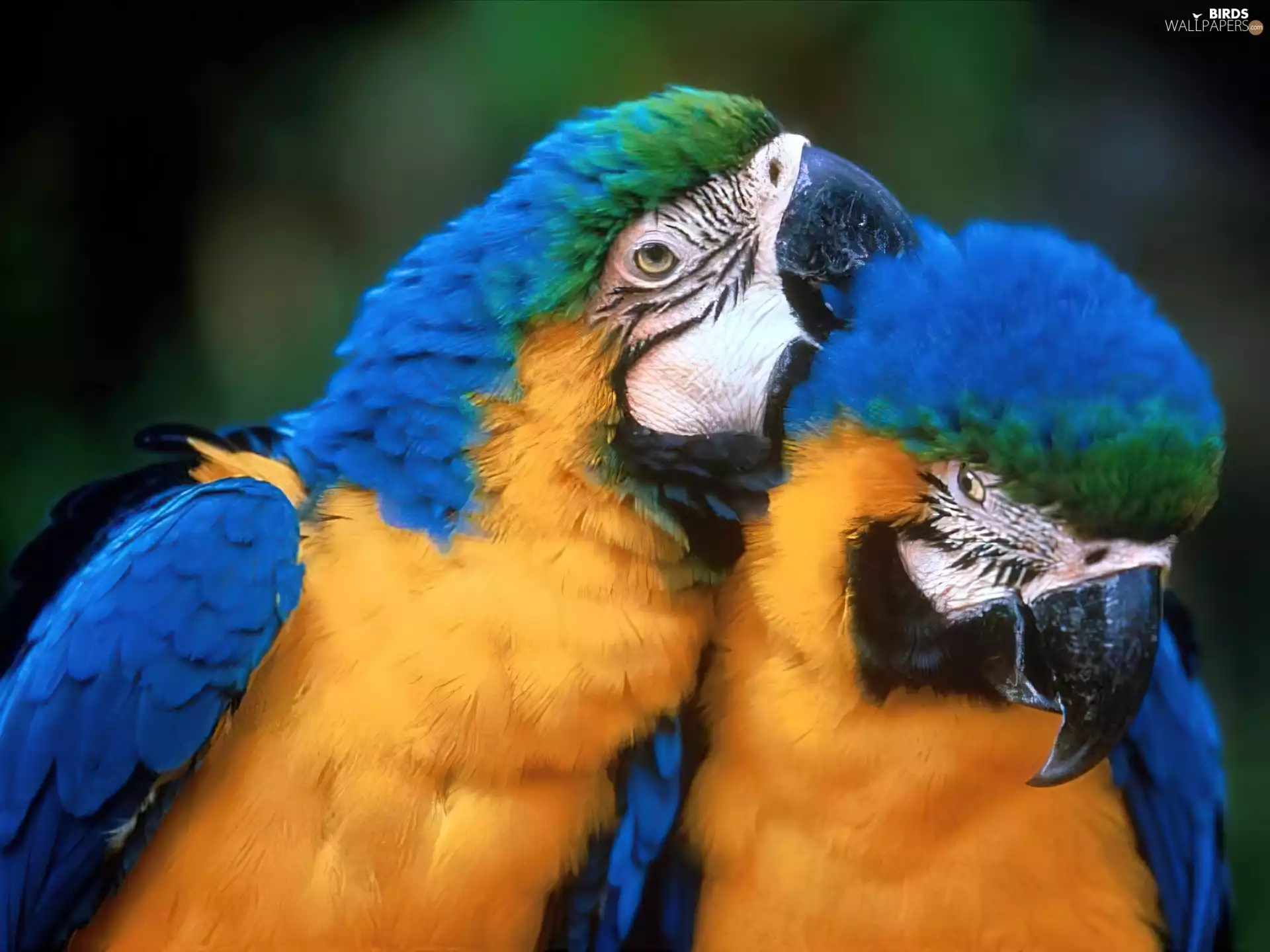 Two, Parrots