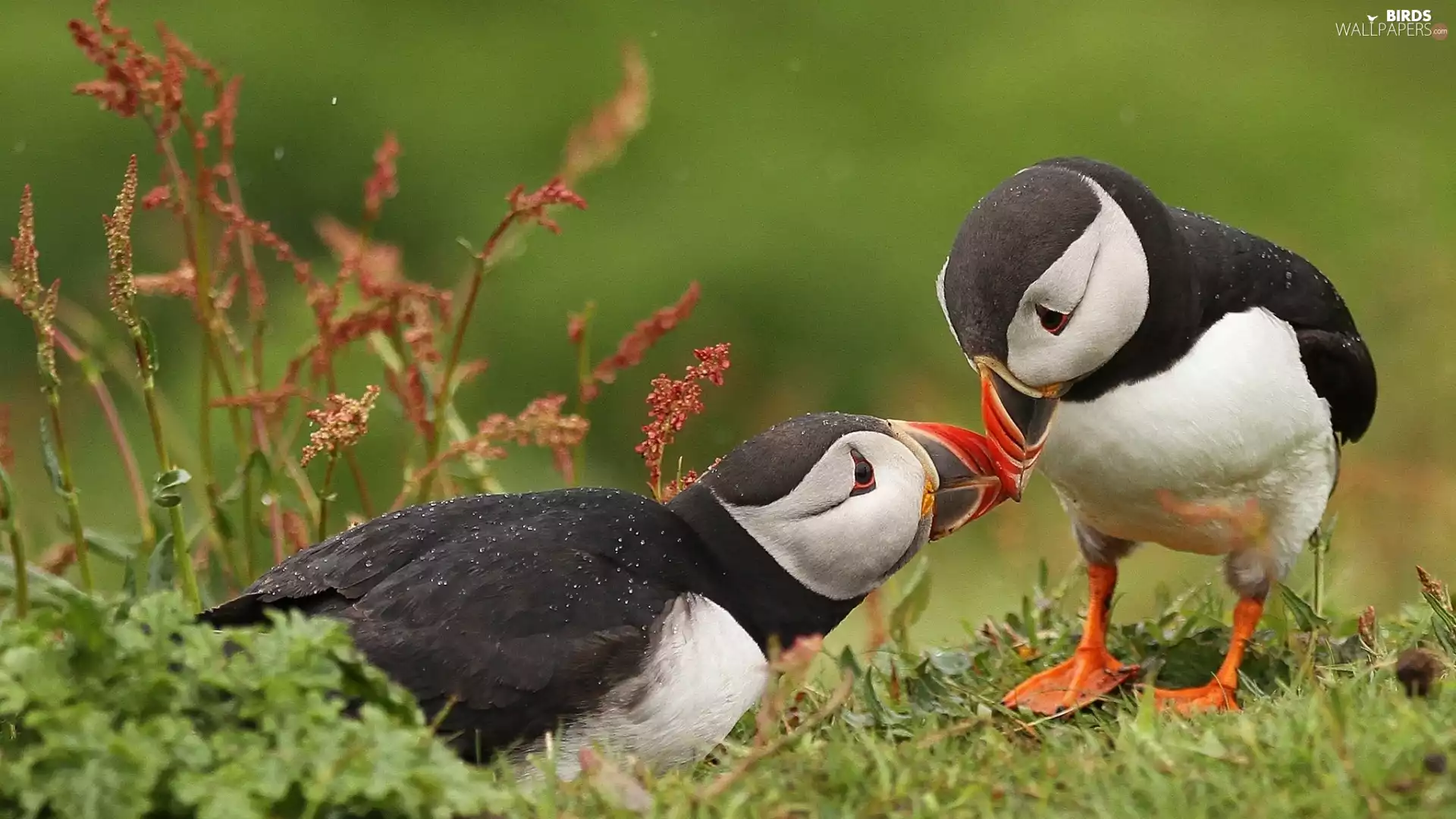 Two cars, Puffins