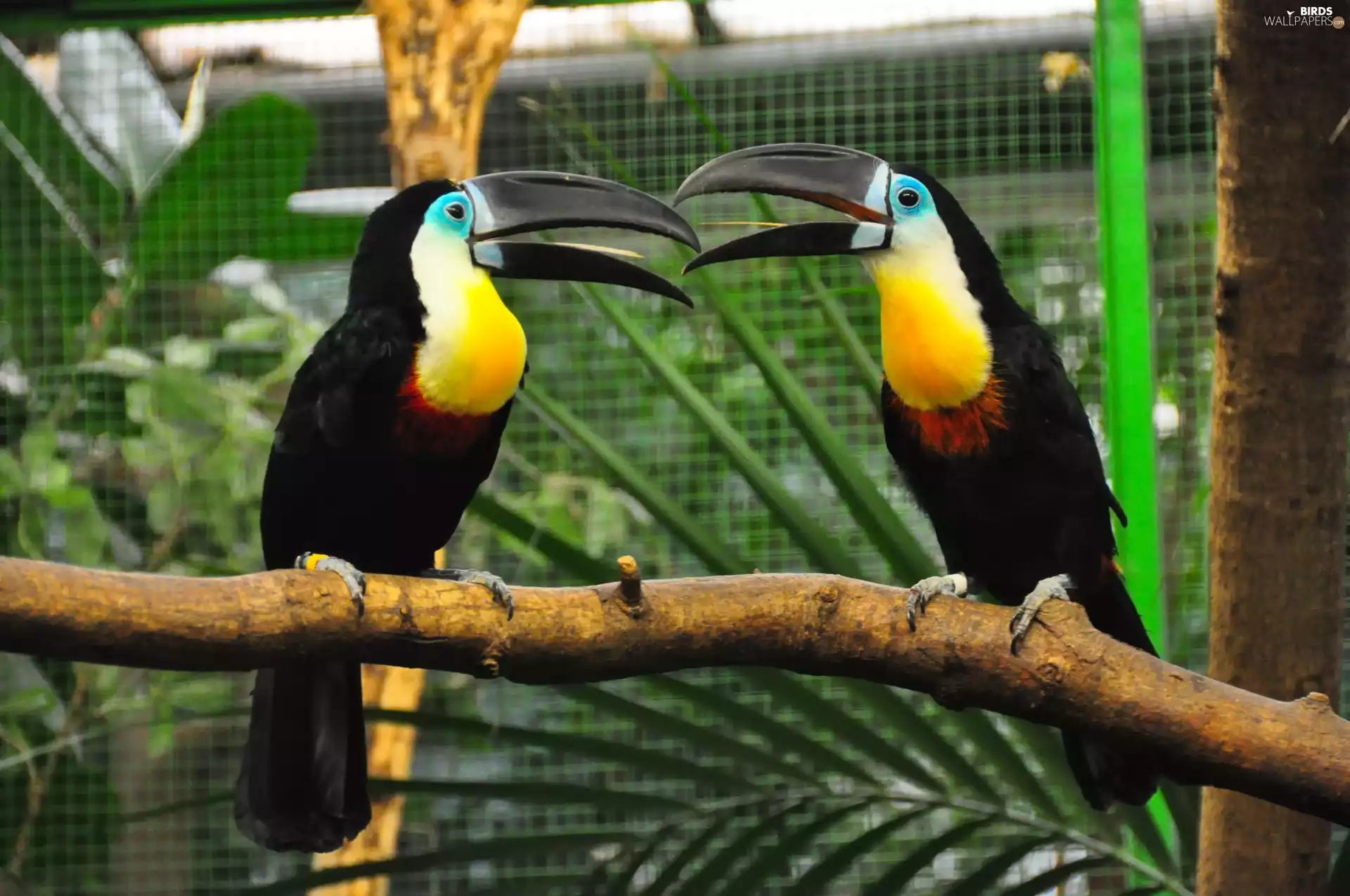 Two cars, Toucan