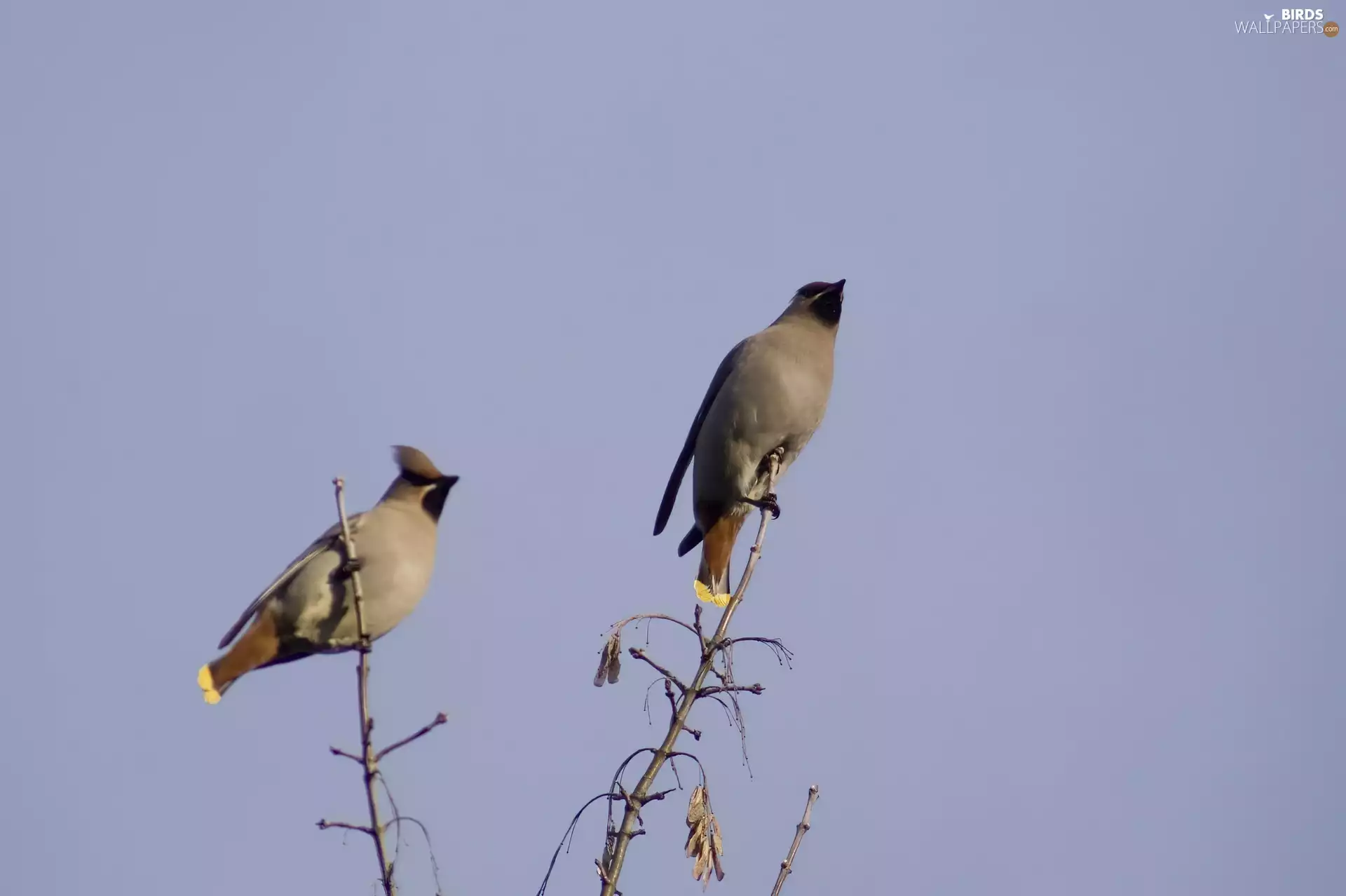 Two, Waxwings