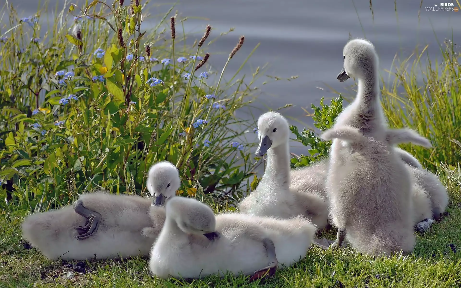 VEGETATION, Swan, chick
