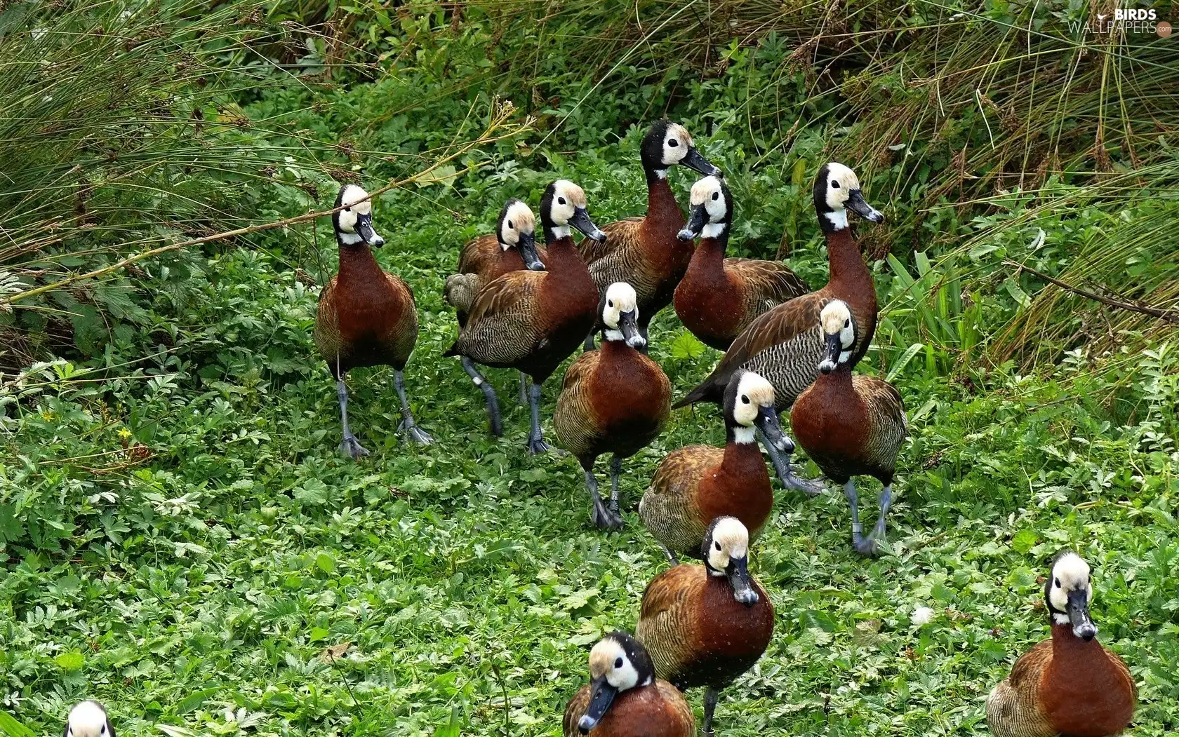 VEGETATION, herd, ducks