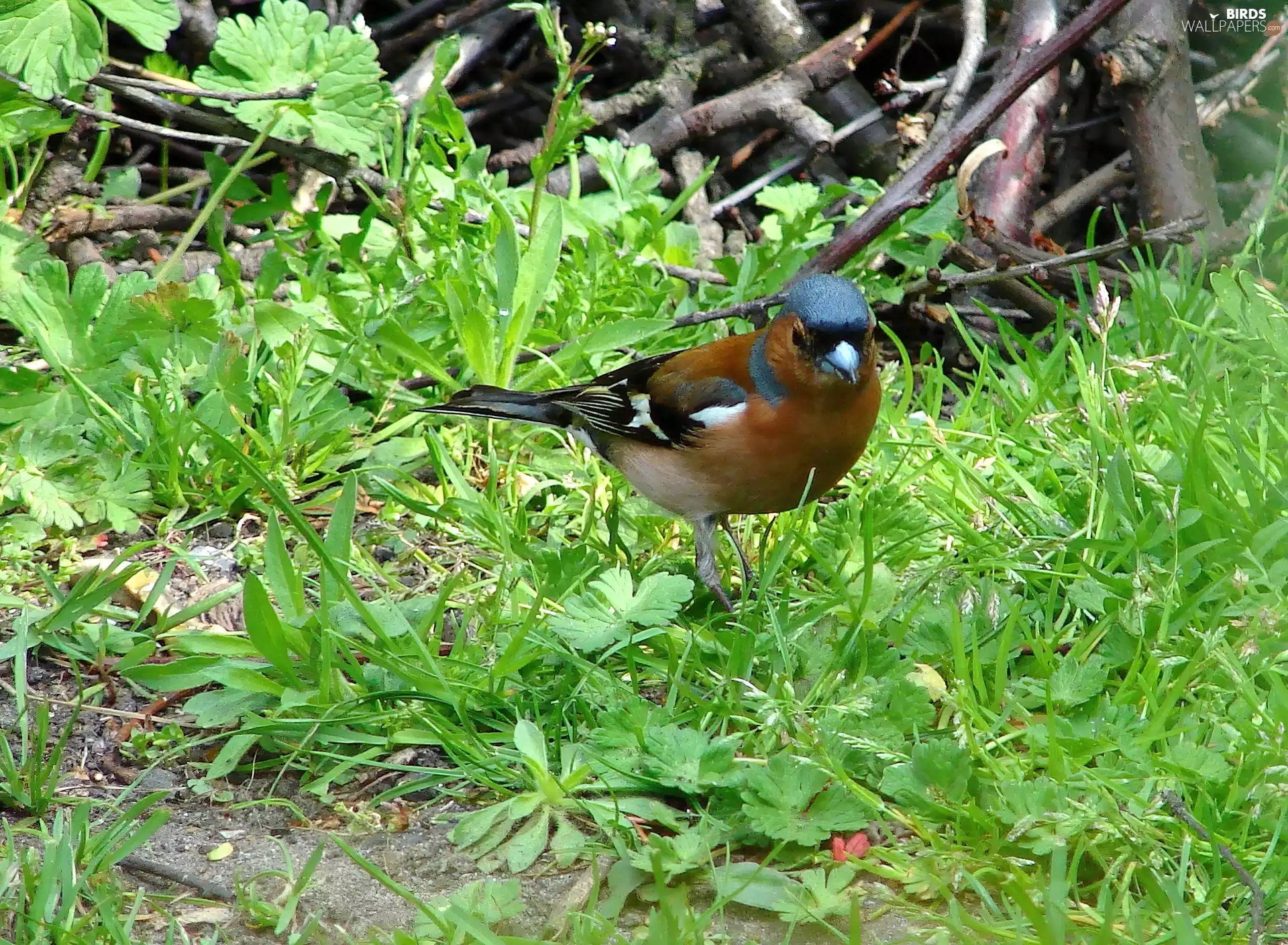 VEGETATION, Bird, finch