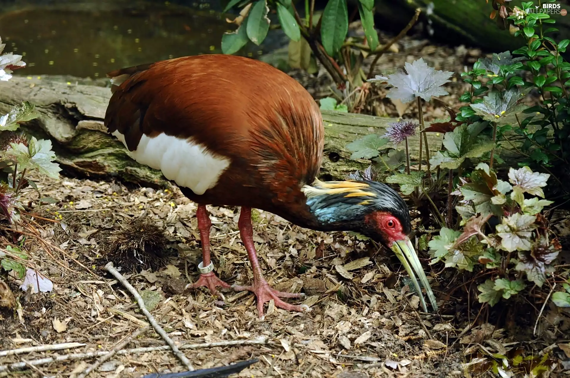 VEGETATION, Ibis, Madagascar