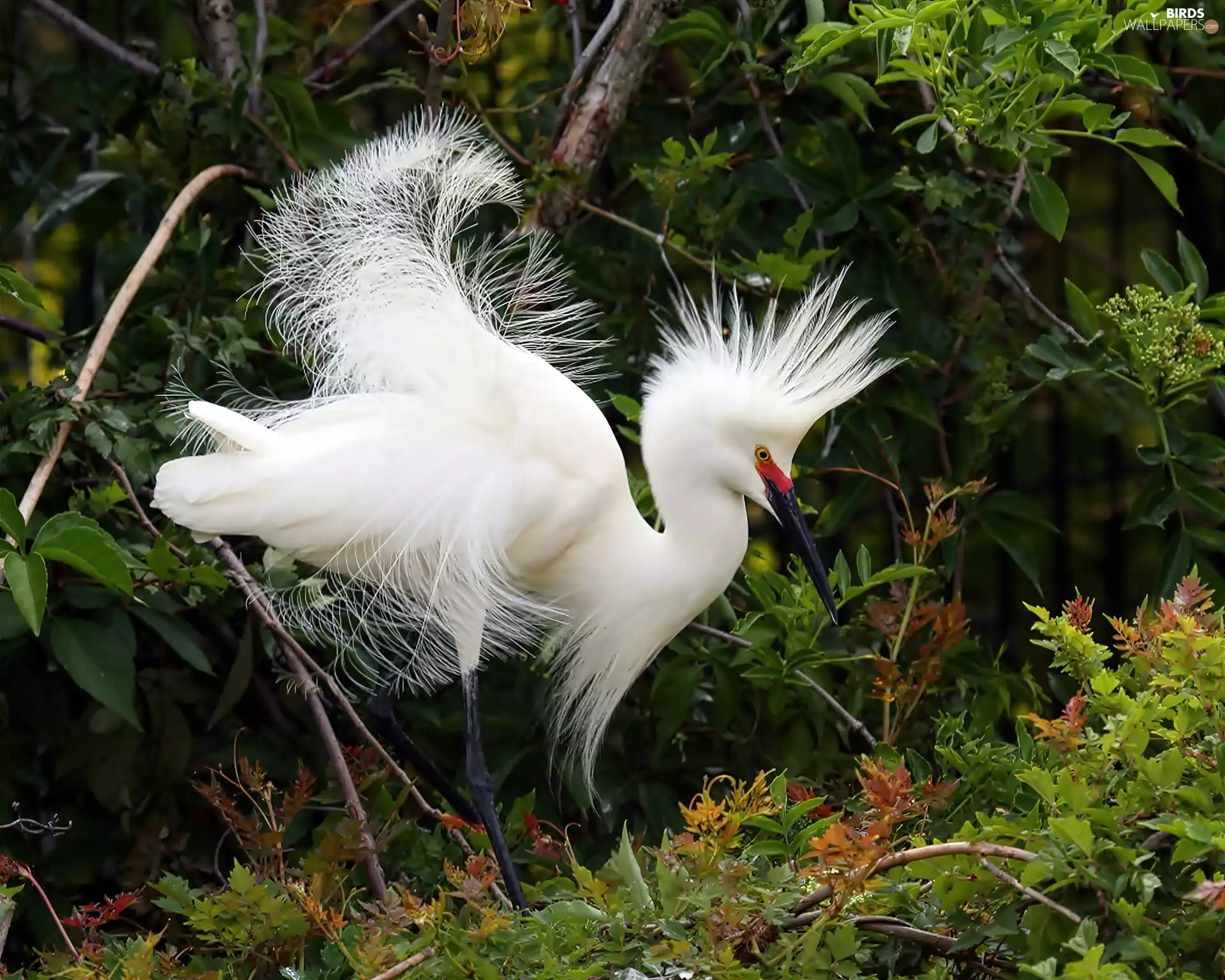 VEGETATION, heron, snow