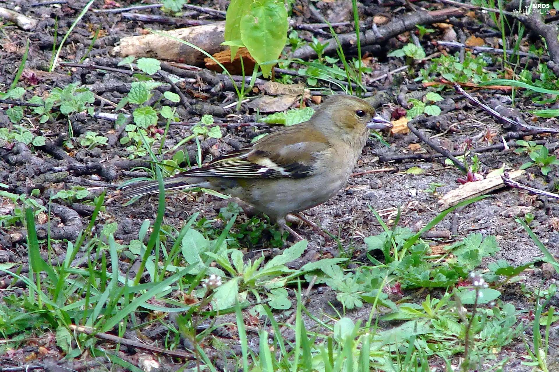 sparrow, dry, Twigs, VEGETATION