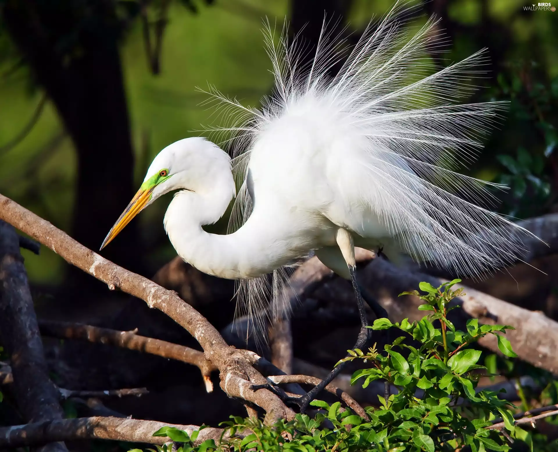 VEGETATION, heron, White