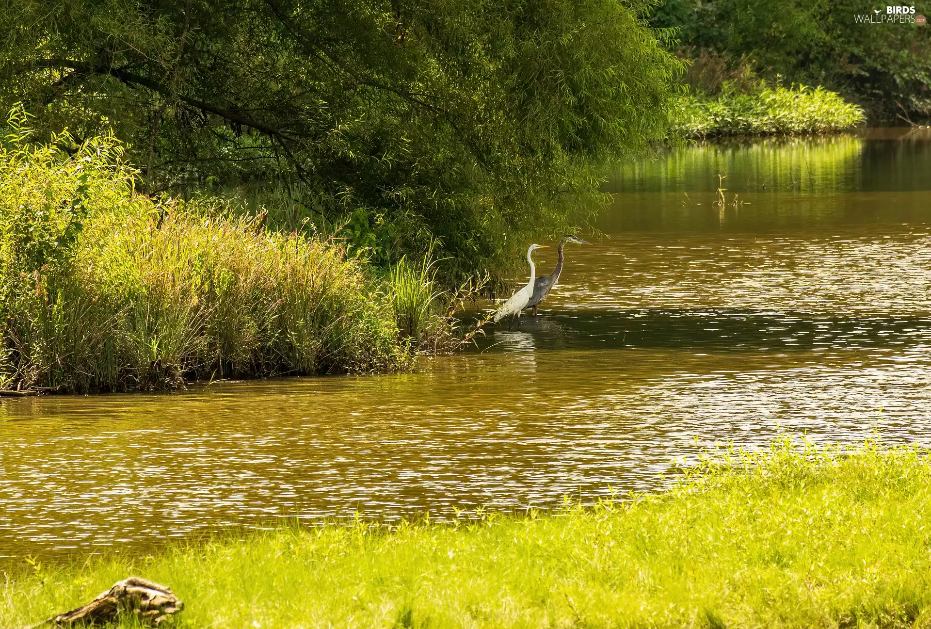 Willow, trees, birds, viewes, lake, rushes, herons