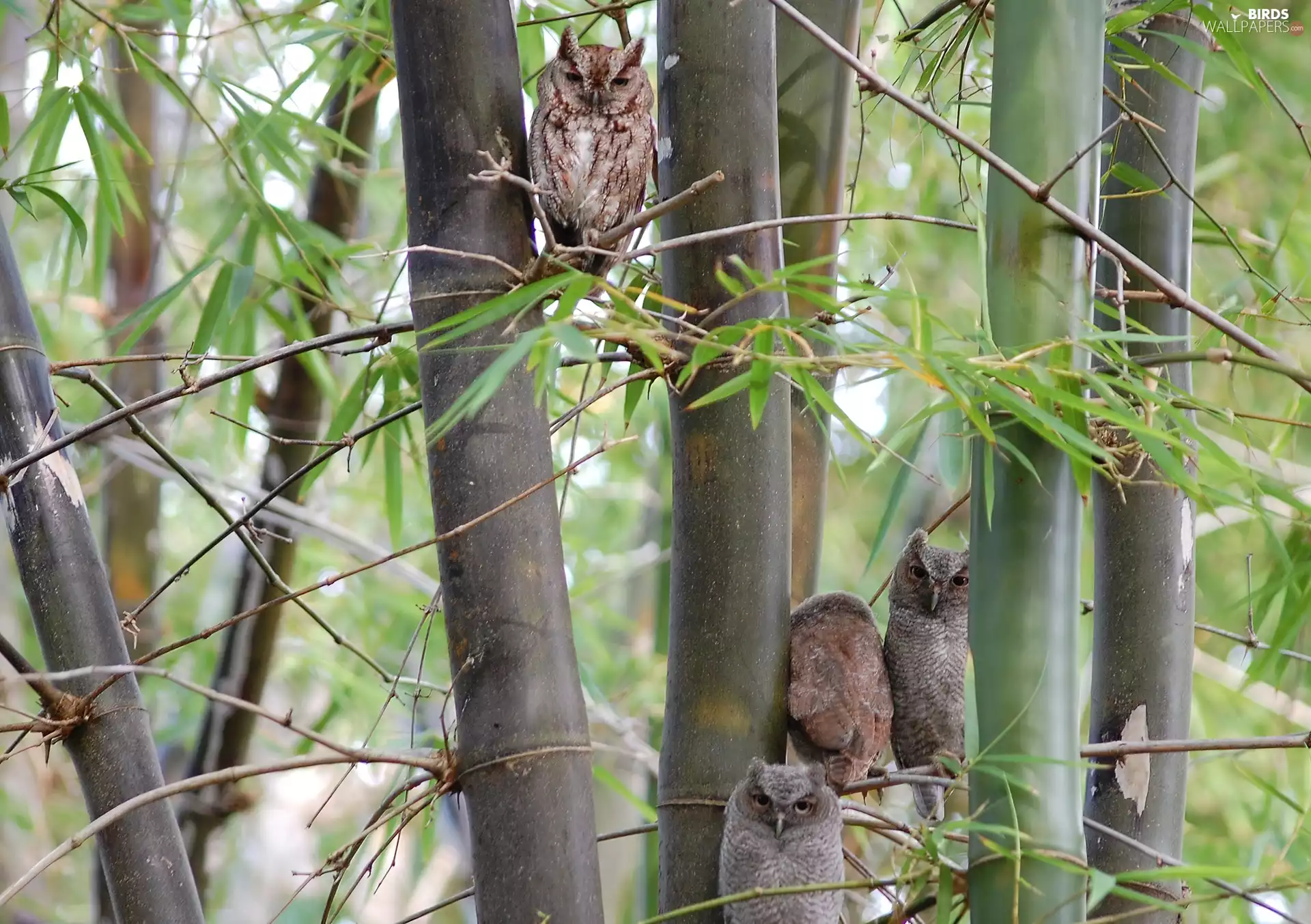 Owls, viewes, branch pics, trees