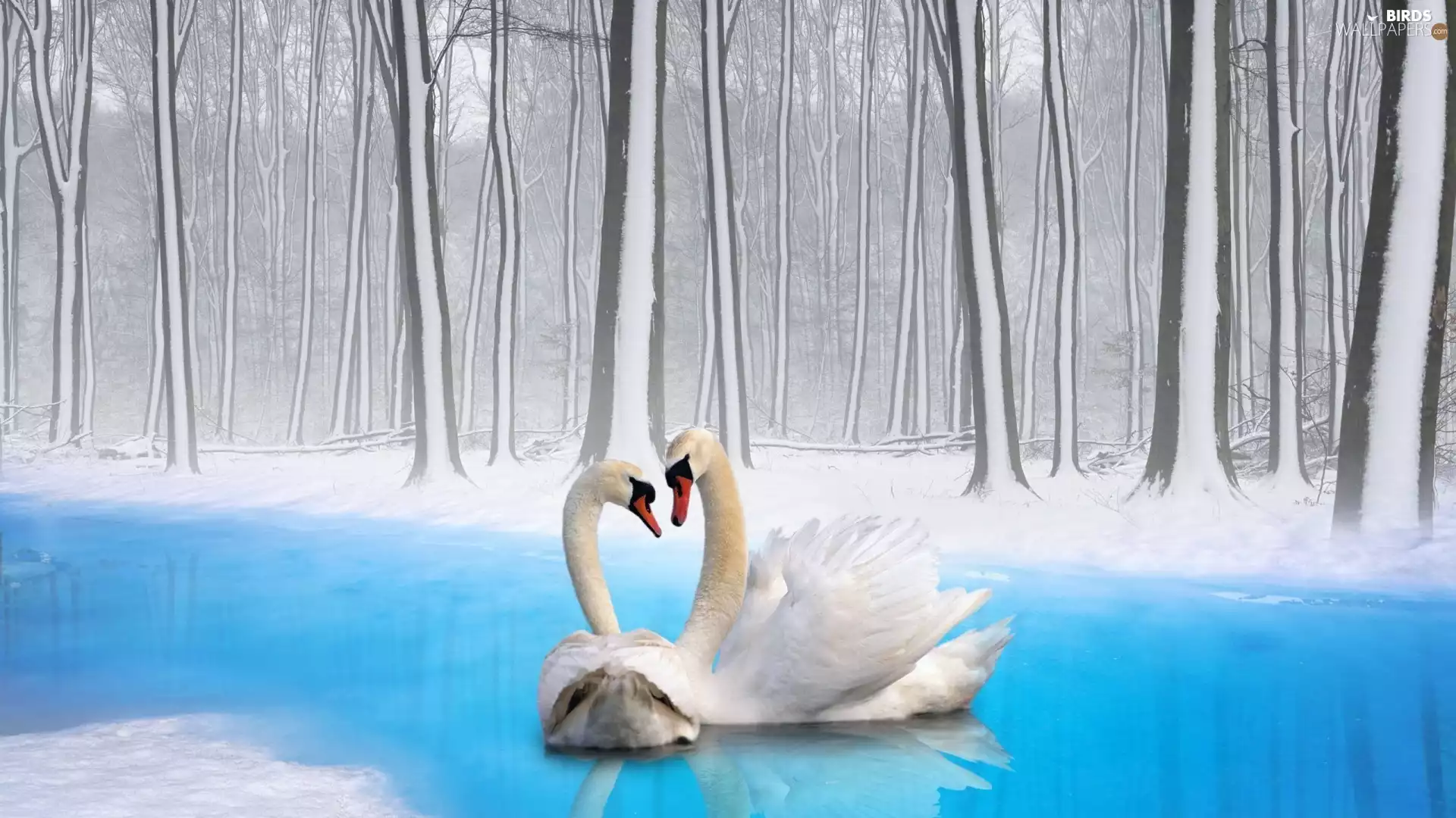 River, Two cars, viewes, snow, trees, Swan