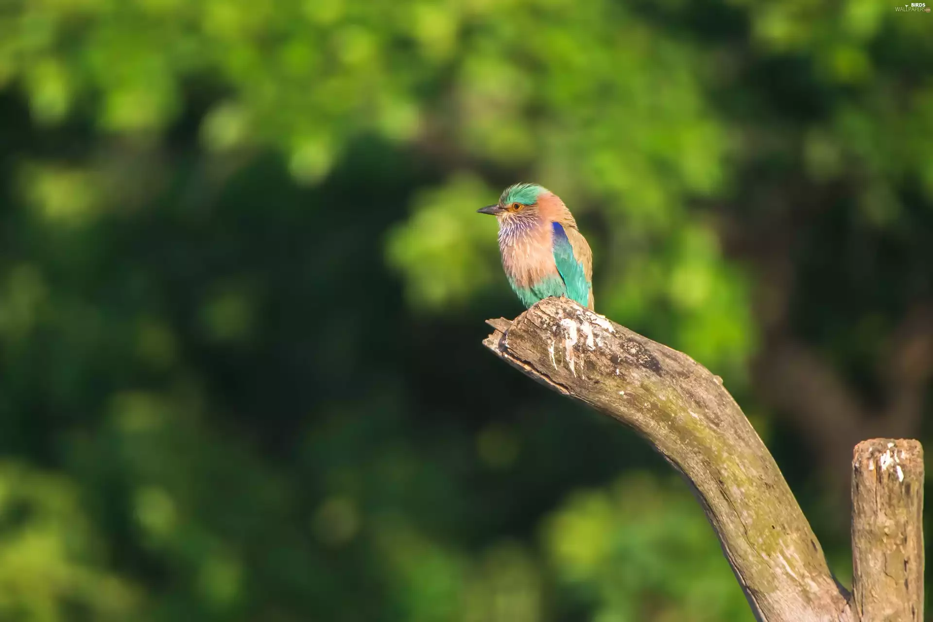 viewes, Lod on the beach, Bird, trees, dry, color, Kraska