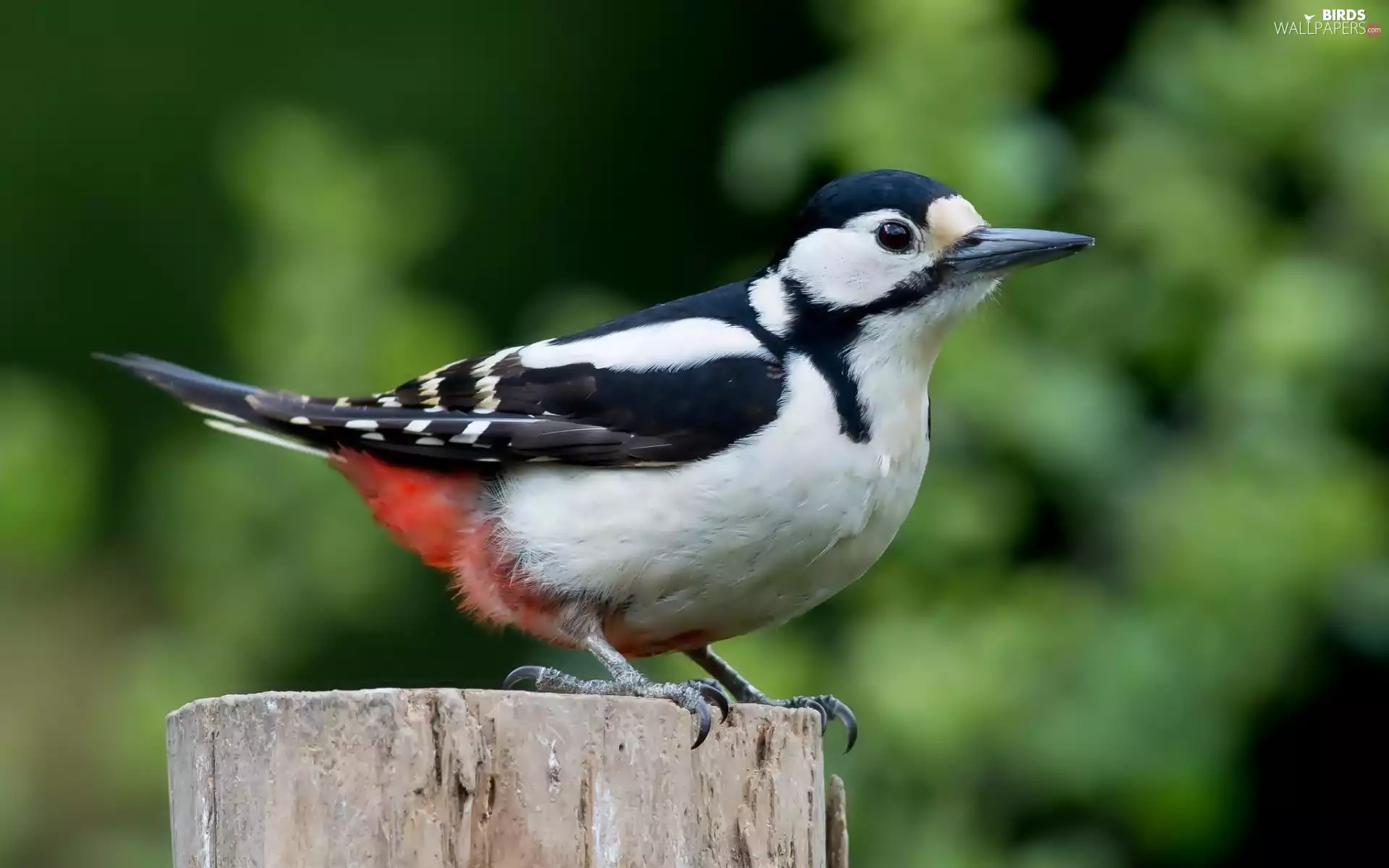 trees, viewes, forest, trunk, woodpecker